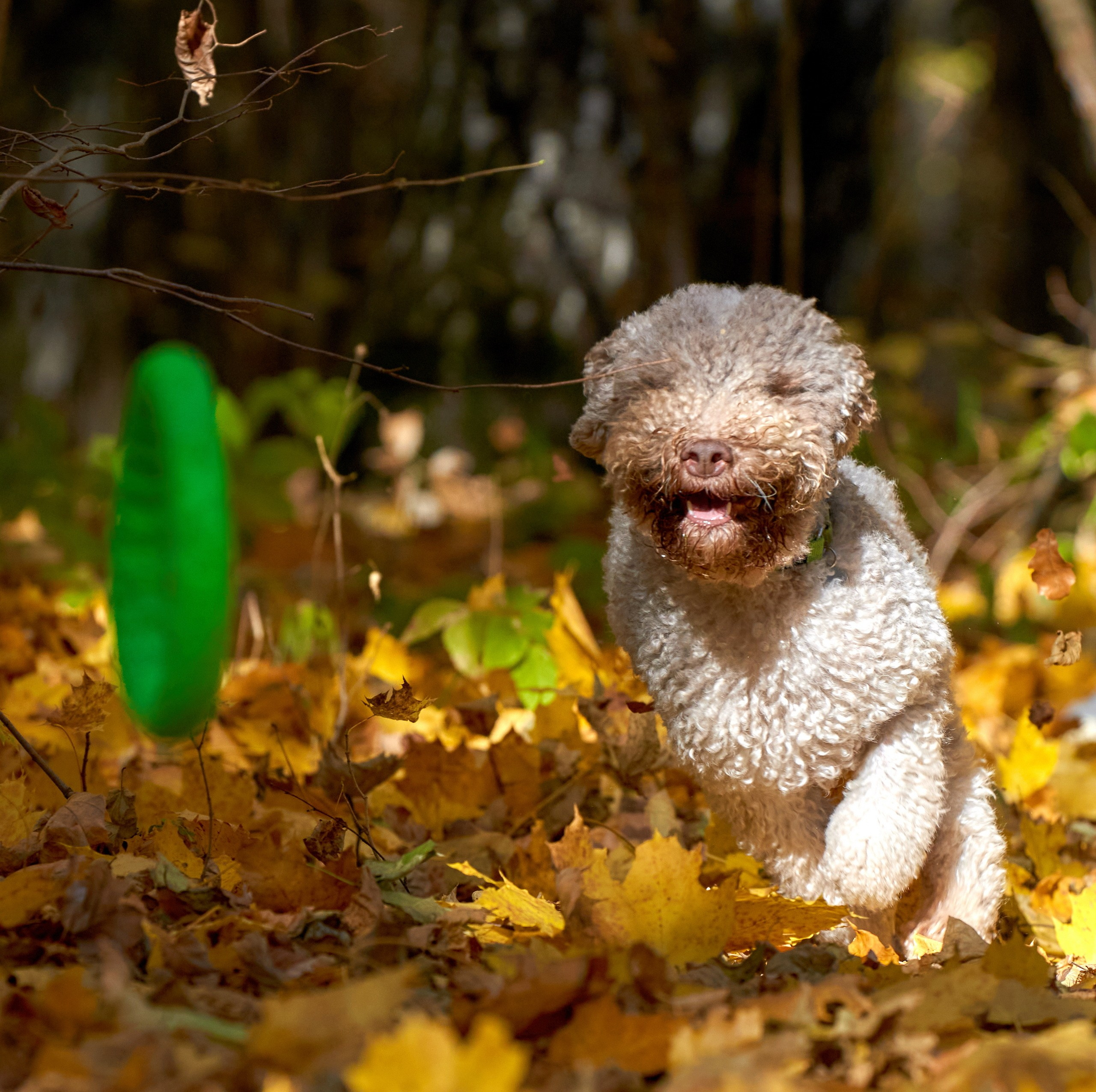 Прогулка в движении — галерея NATRIEL