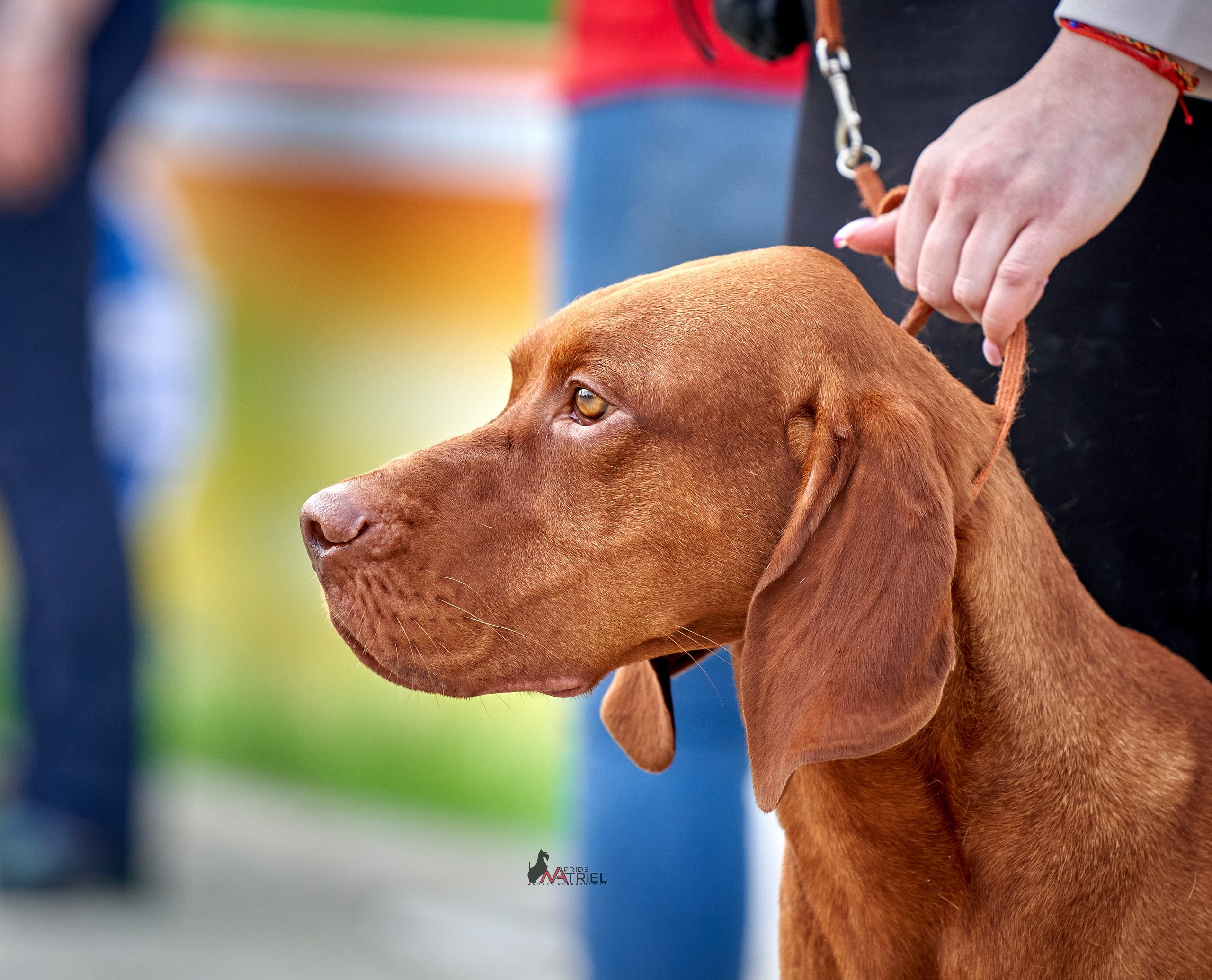 Портреты собак — галерея NATRIEL