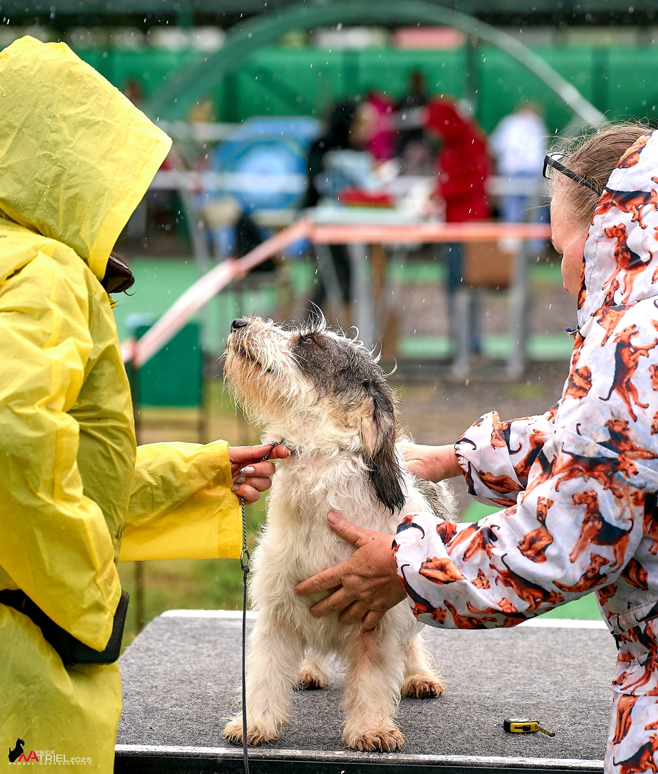 Репортаж с выставки собак