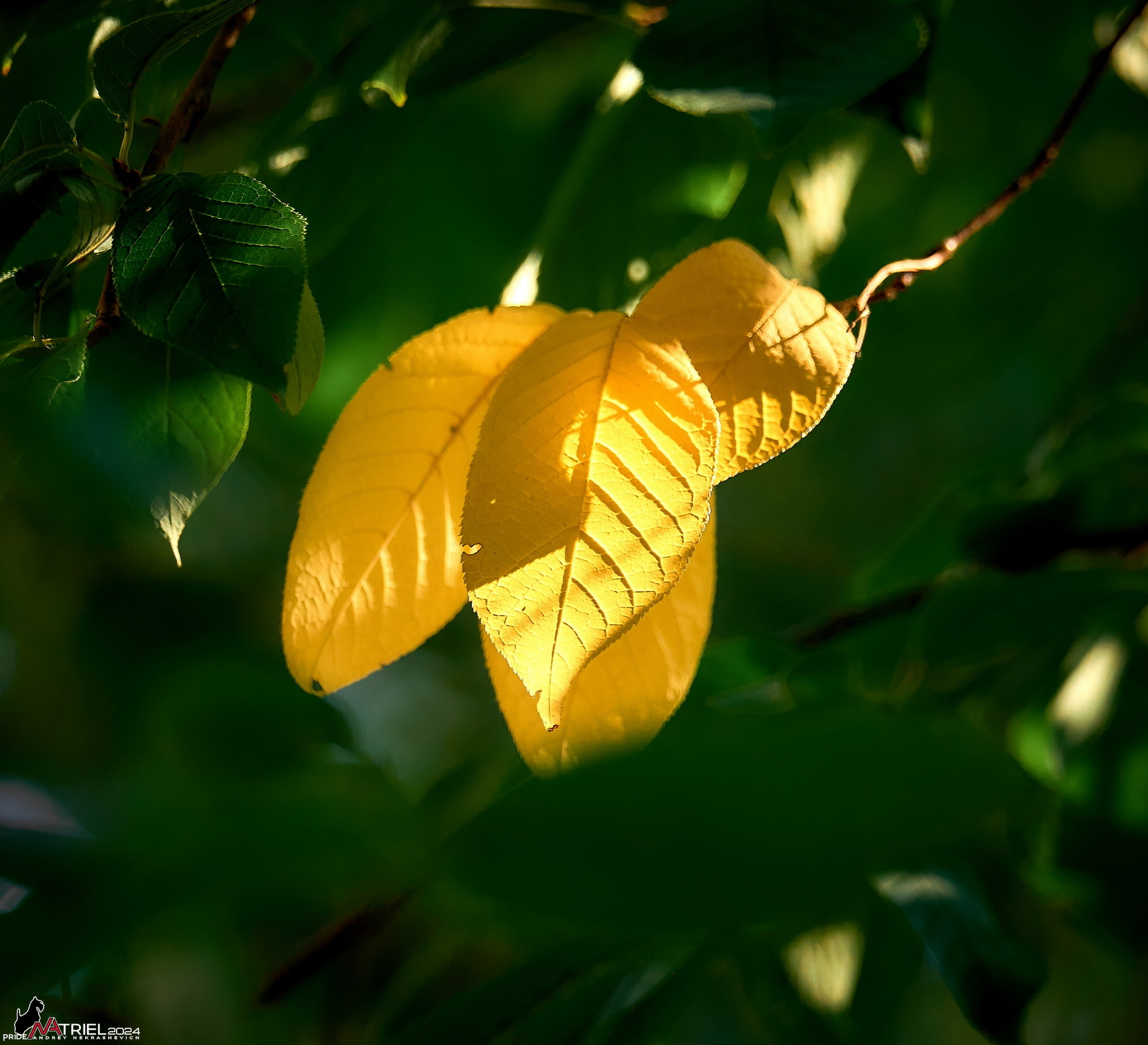 Лютики-цветочки — галерея NATRIEL