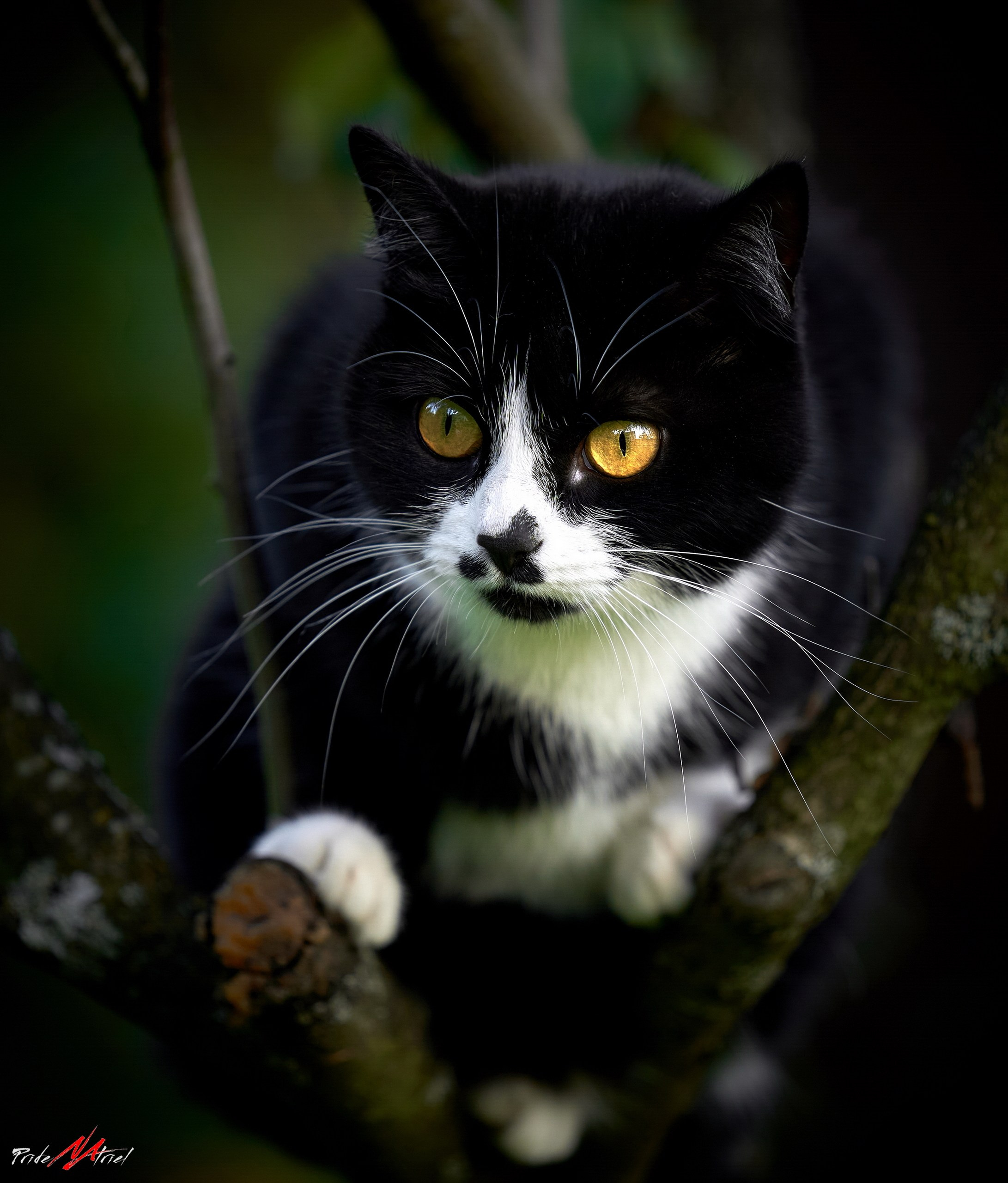 Домашние кошки — галерея NATRIEL