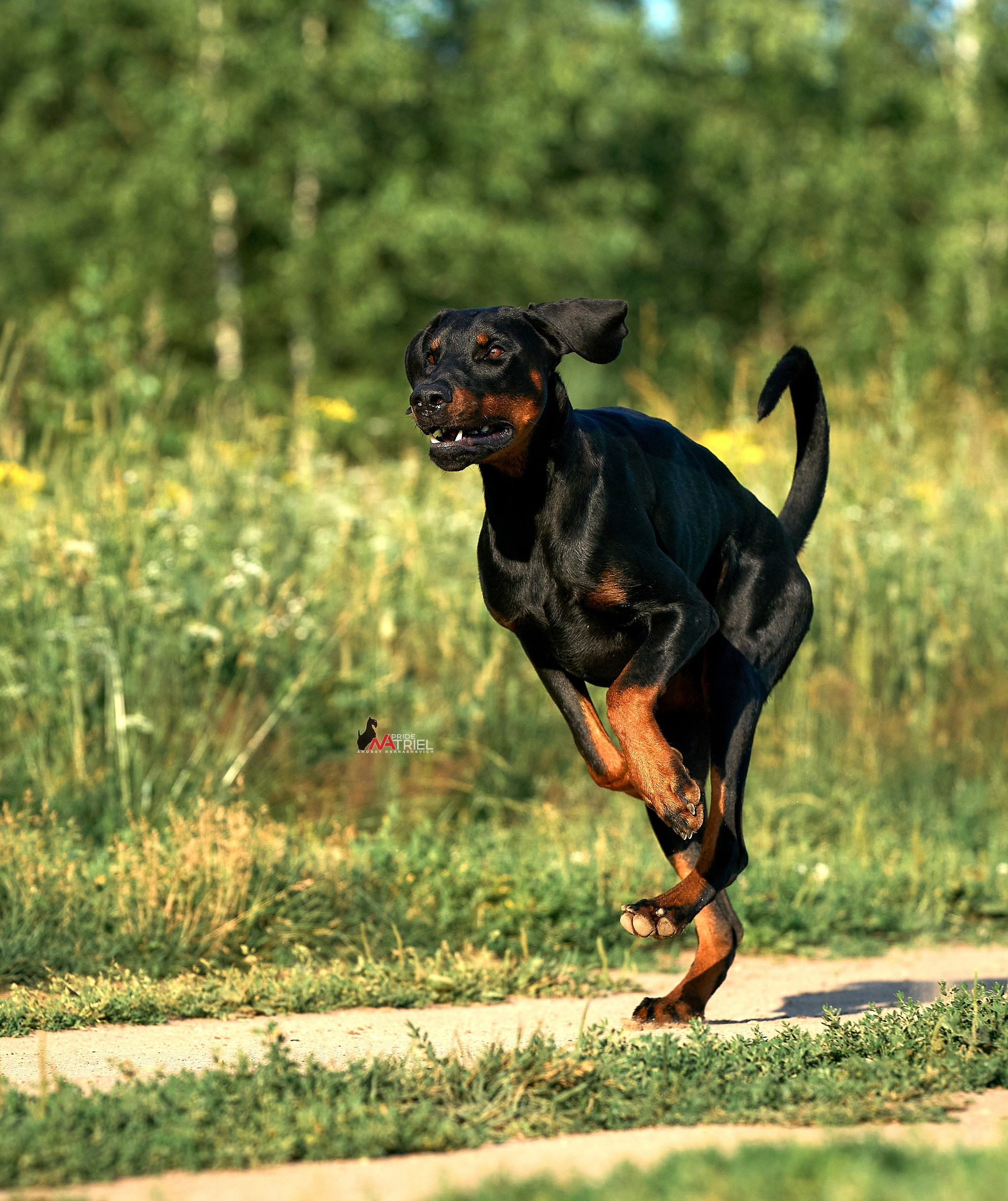 Прогулка в движении — галерея NATRIEL