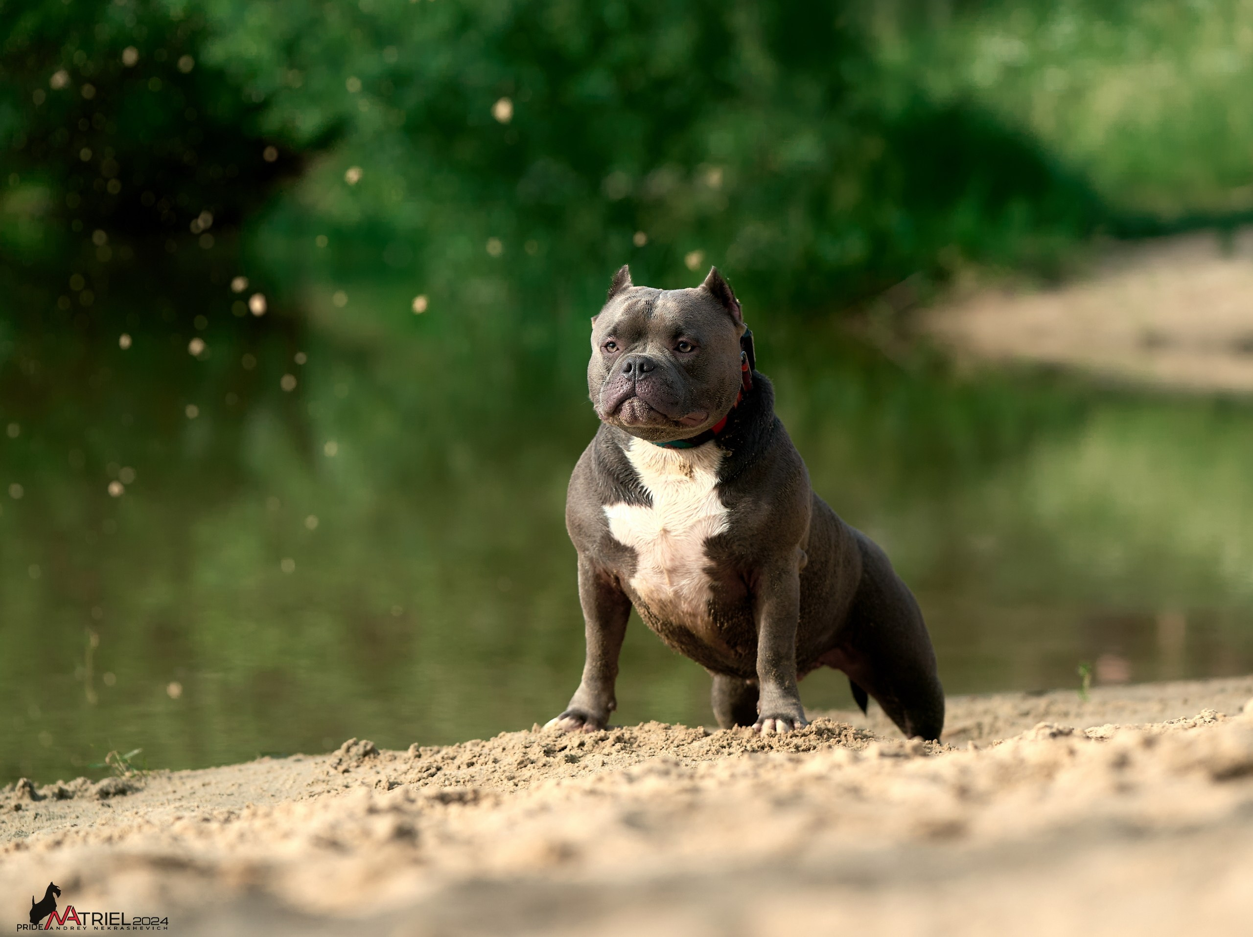 Фотопрогулка с булли