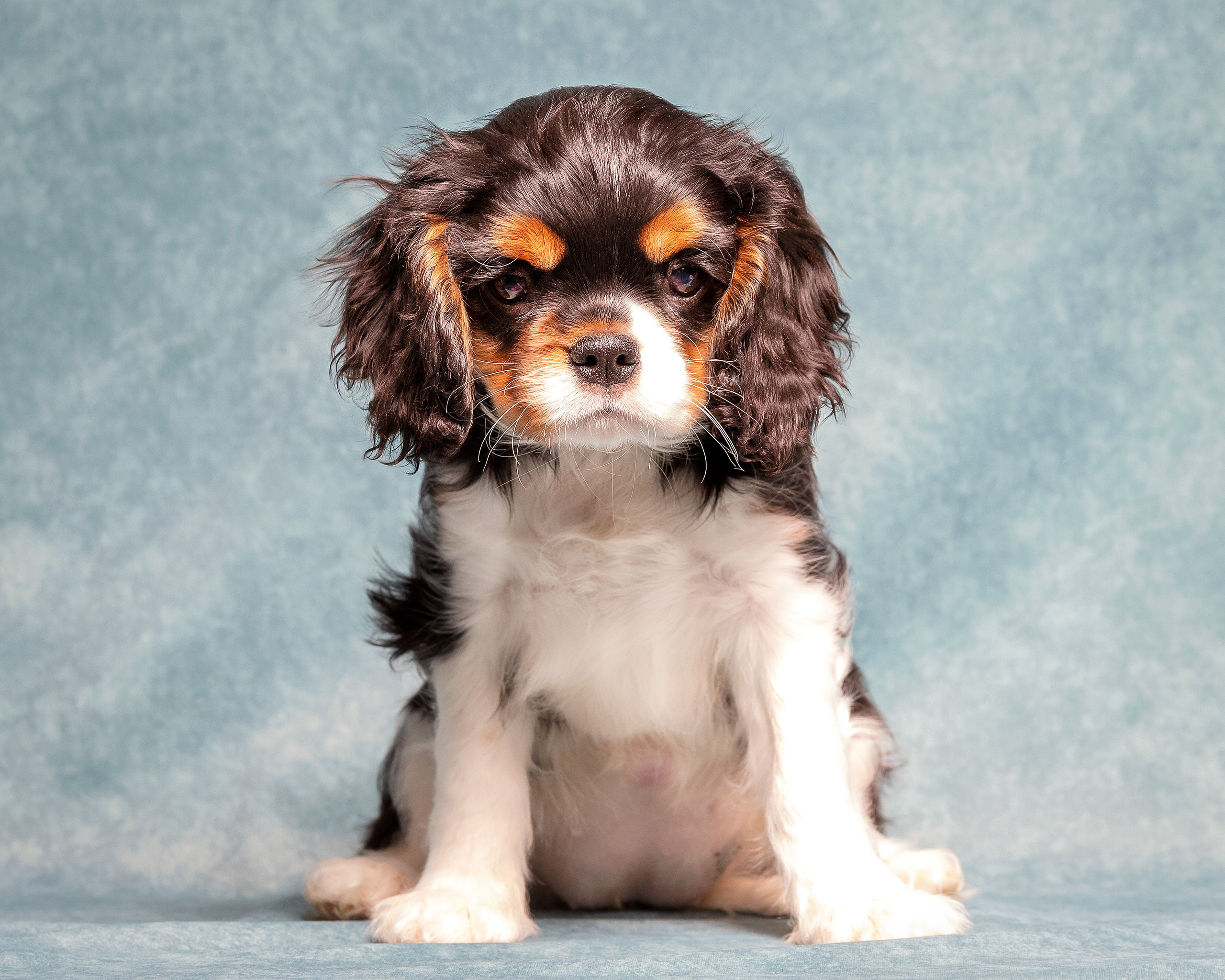 Кавалер Кинг Чарльз спаниель. Юлия Микульская. Рыбинск