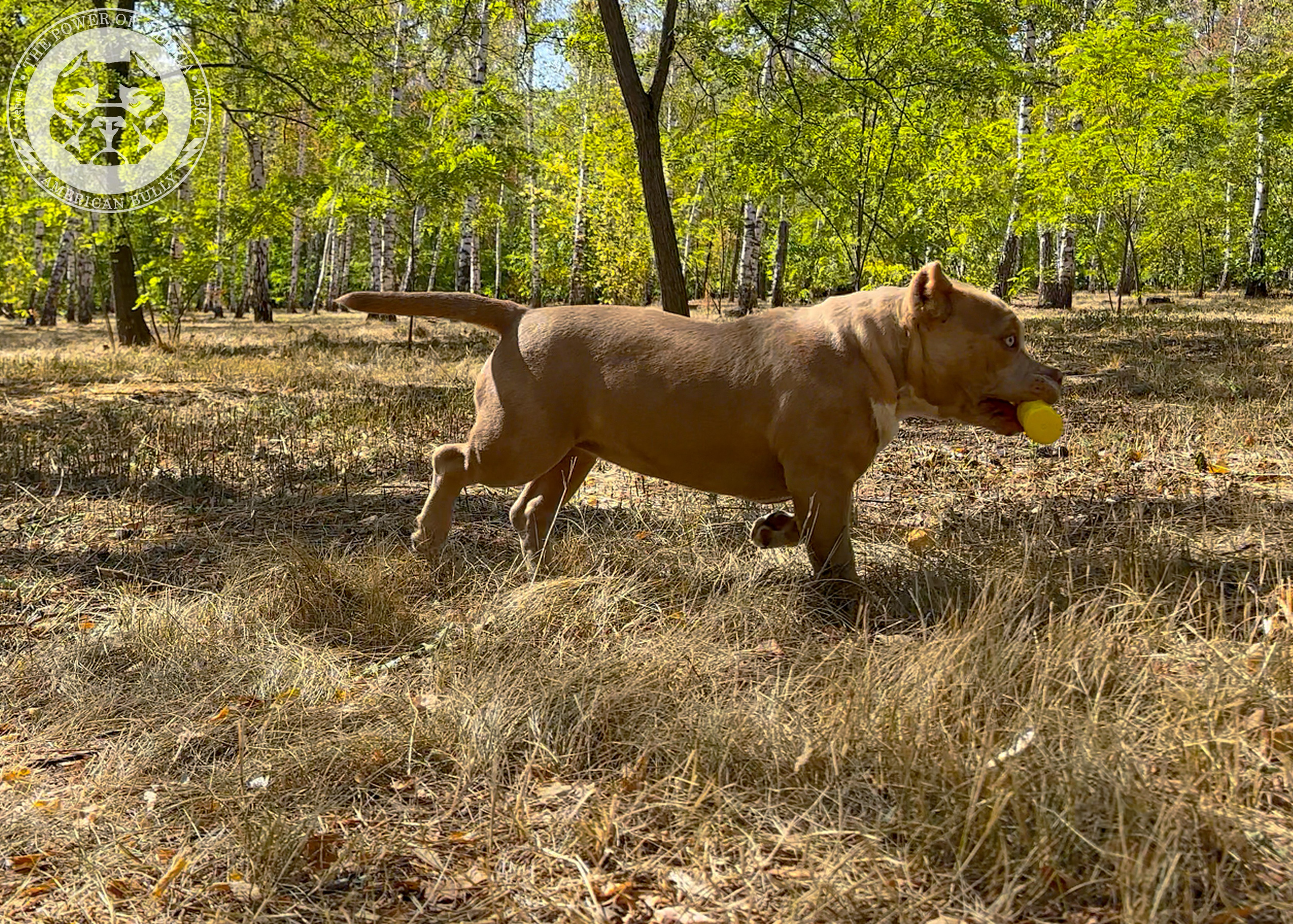 Помет Каспер и Тагира. 21.04.25. Американский Булли в г. Ростов-на-Дону. Питомник THE POWER OF SIBERIA