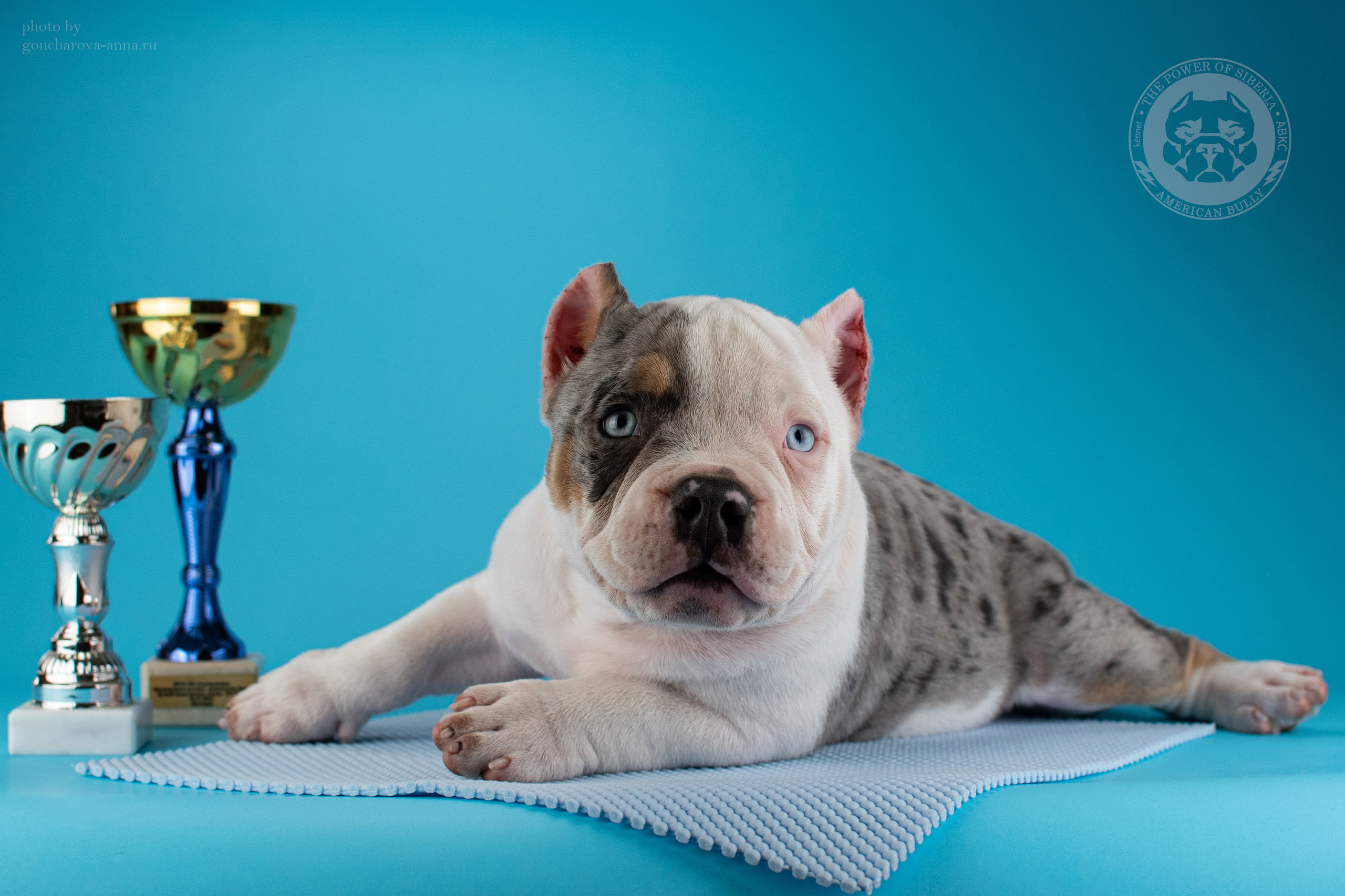 Кобель на вязку American Bully в Ростове