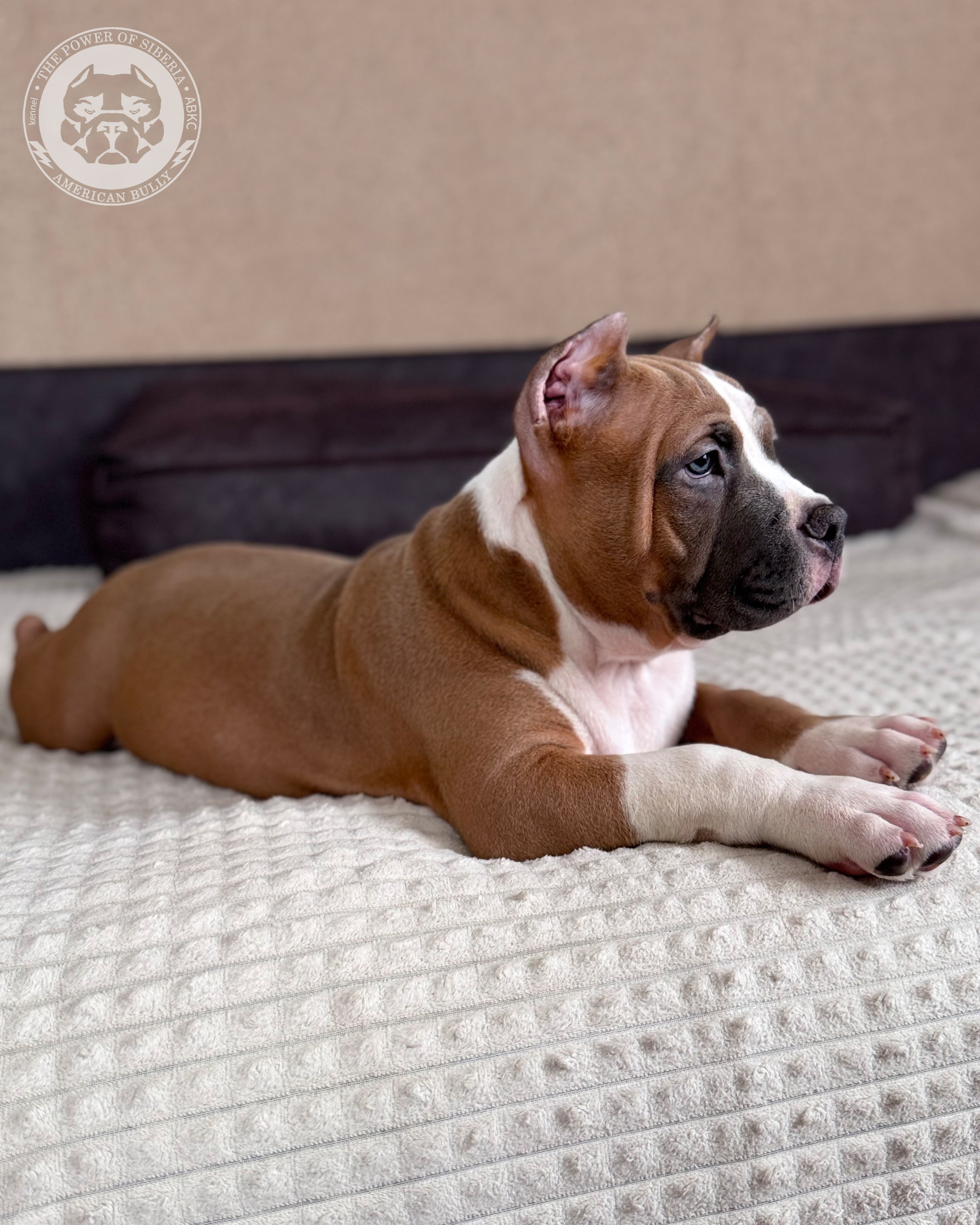 13.12.25-Мия-Турук. Американский Булли в г. Ростов-на-Дону. Питомник THE POWER OF SIBERIA