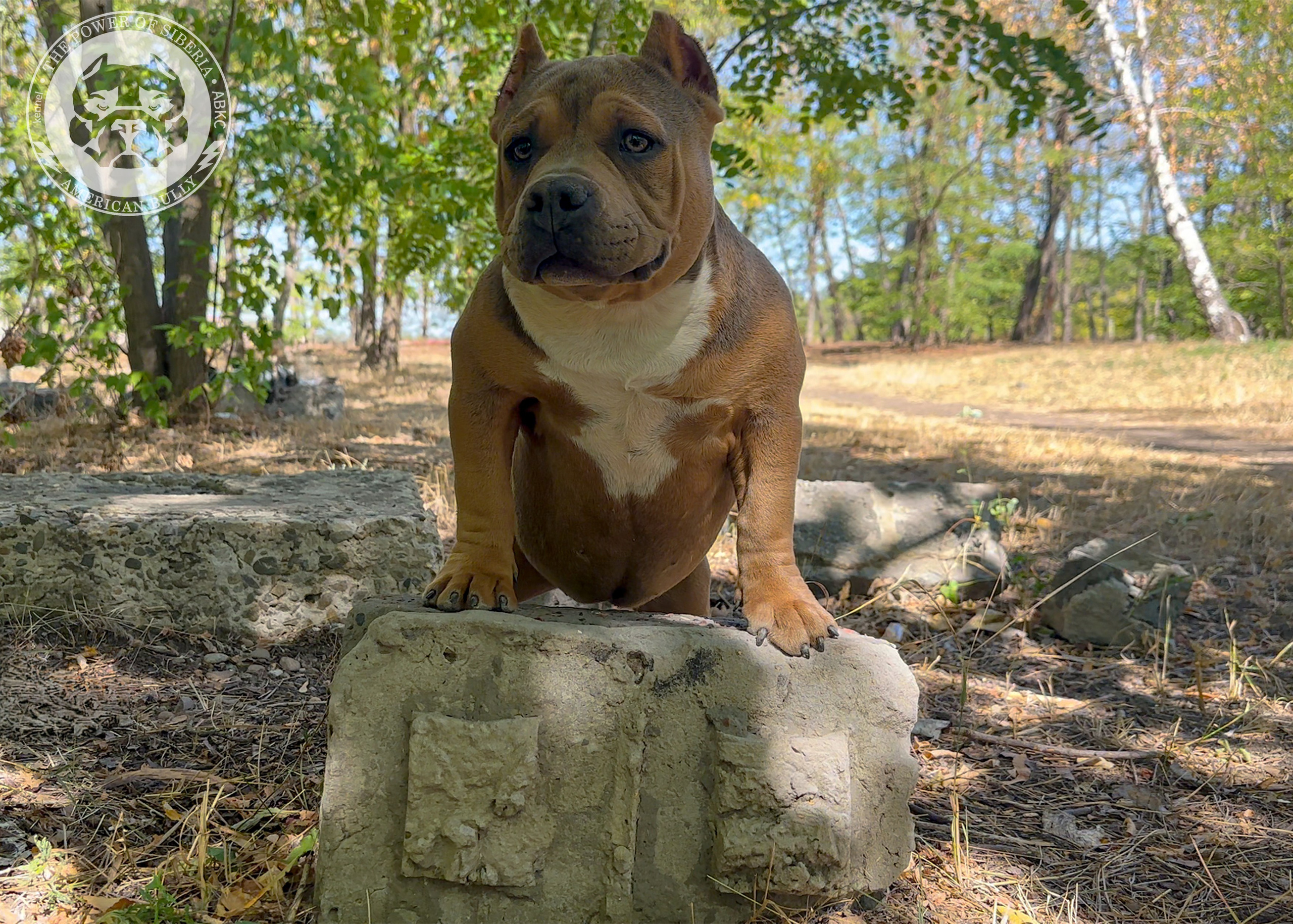 Помет Каспер и Тагира. 21.04.25. Американский Булли в г. Ростов-на-Дону. Питомник THE POWER OF SIBERIA