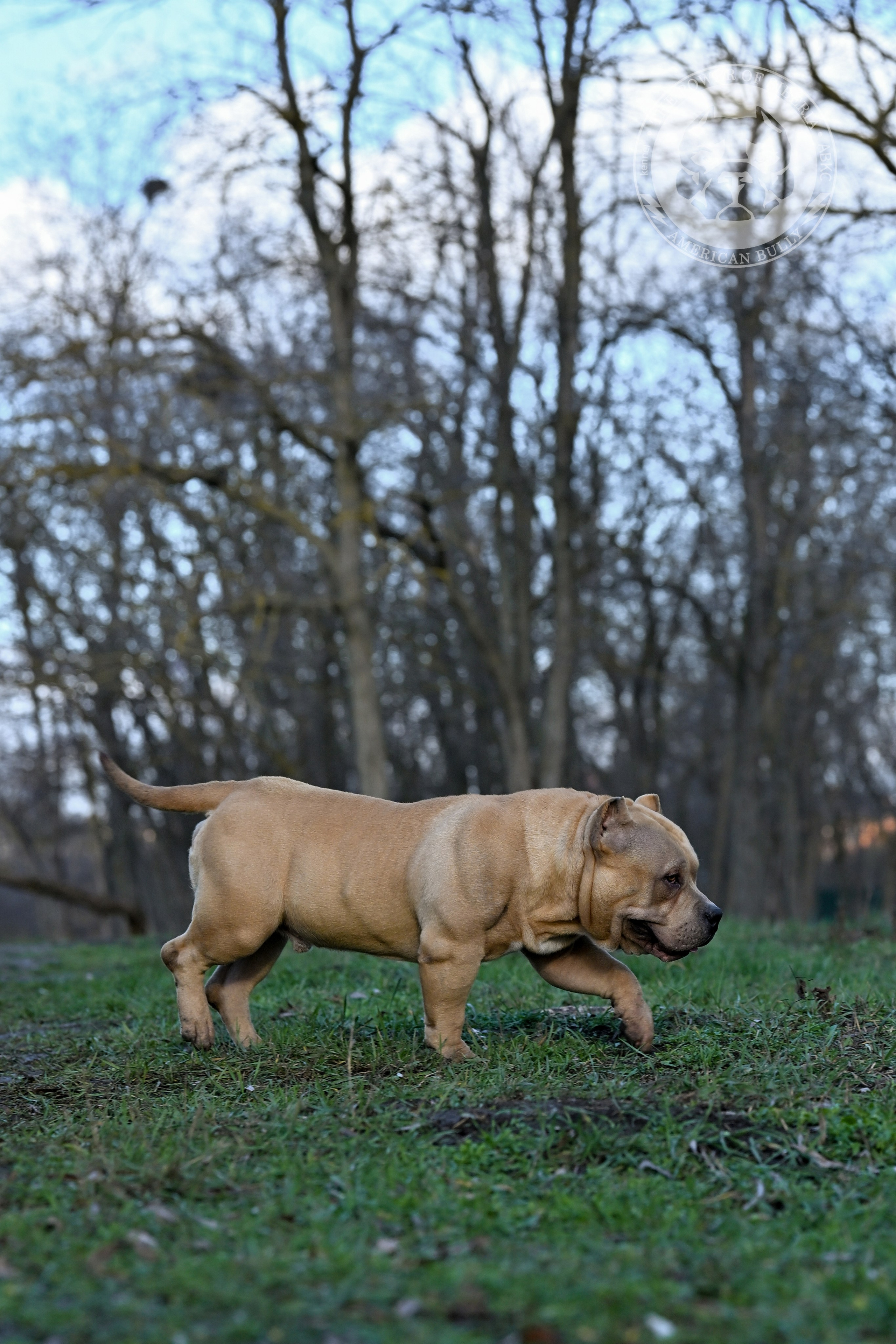 FORTIS FORTUNA VALIDI ZEVS. Американский Булли в г. Ростов-на-Дону. Питомник THE POWER OF SIBERIA