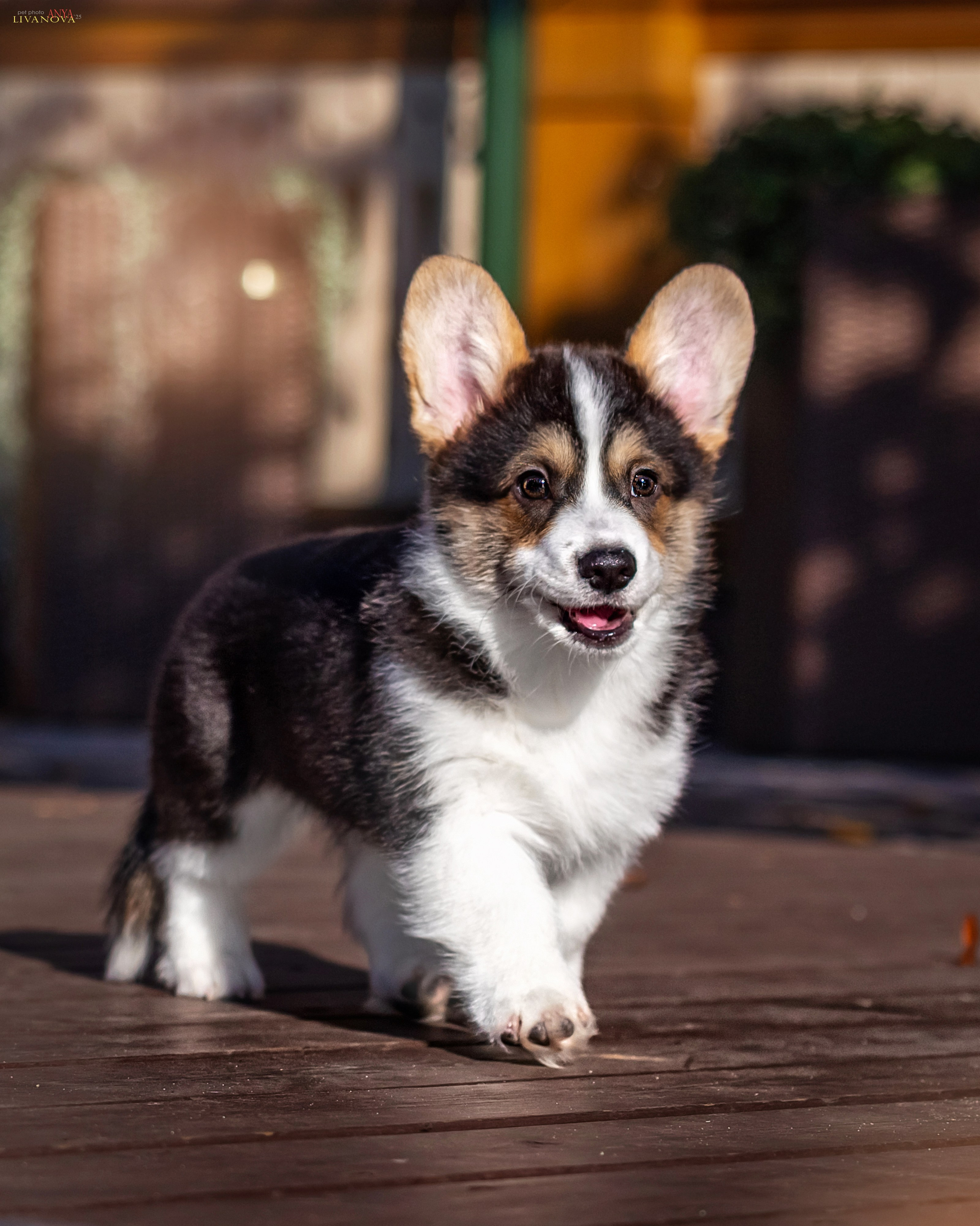 Коржики. Фотограф анималист Аня Ливанова | Рыбинск