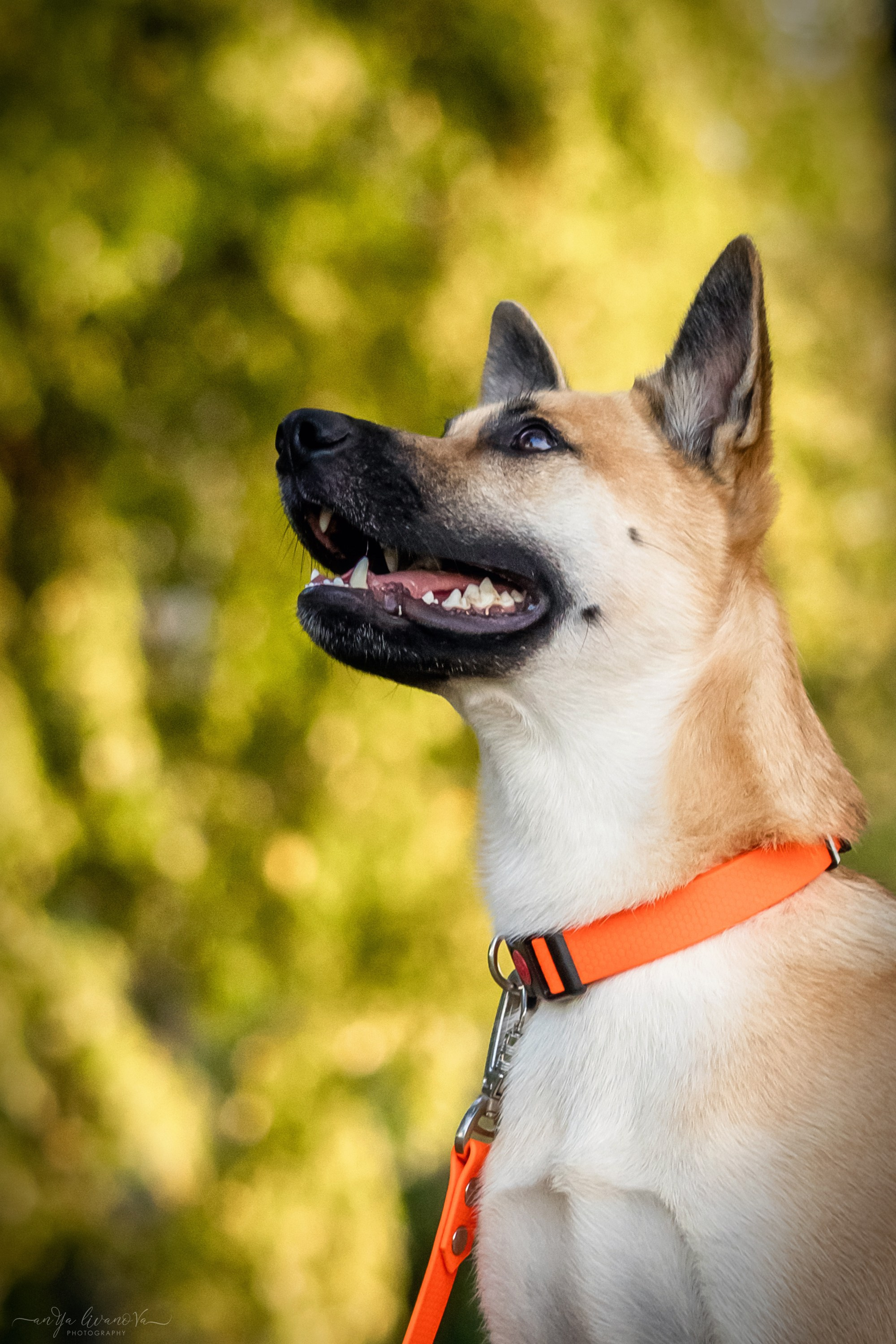 Лиза и Юки. Фотограф анималист Аня Ливанова | Рыбинск