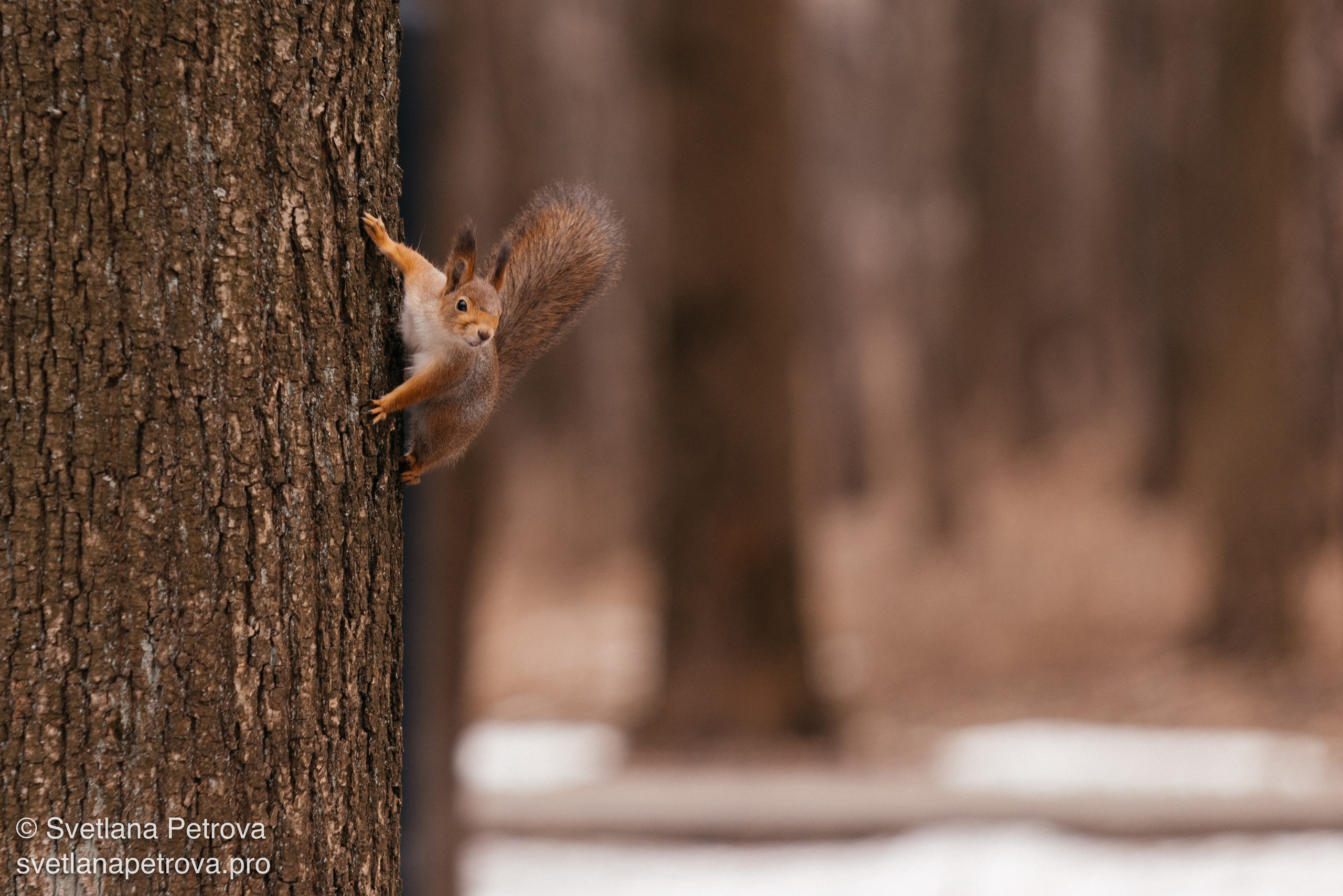 Белочки. Весна 2026. Фотограф Светлана Петрова