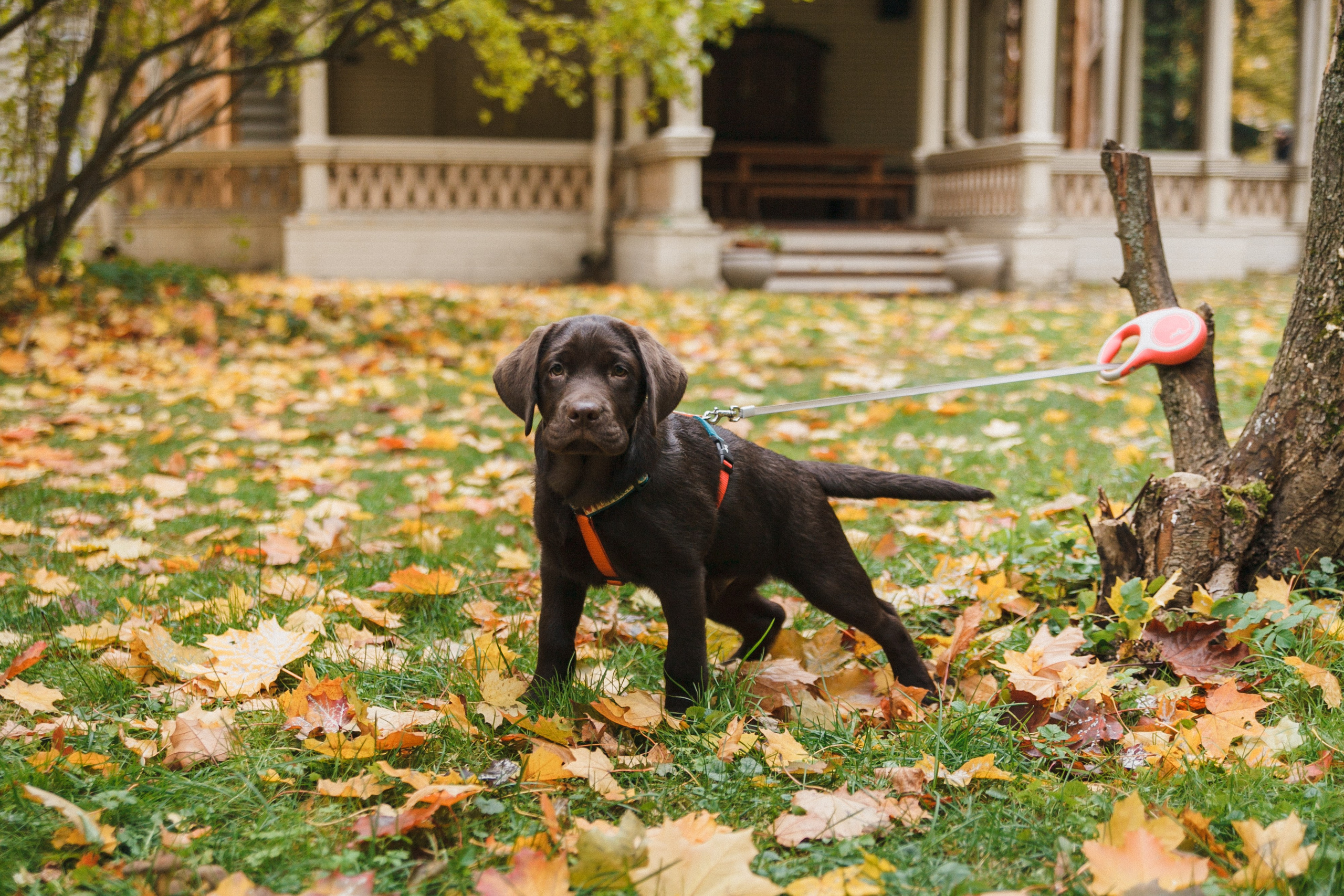 4 ноги, Терем, чай и 1 маленький хвост. Семейный фотограф, свадебный фотограф, женский портрет в Санкт-Петербу