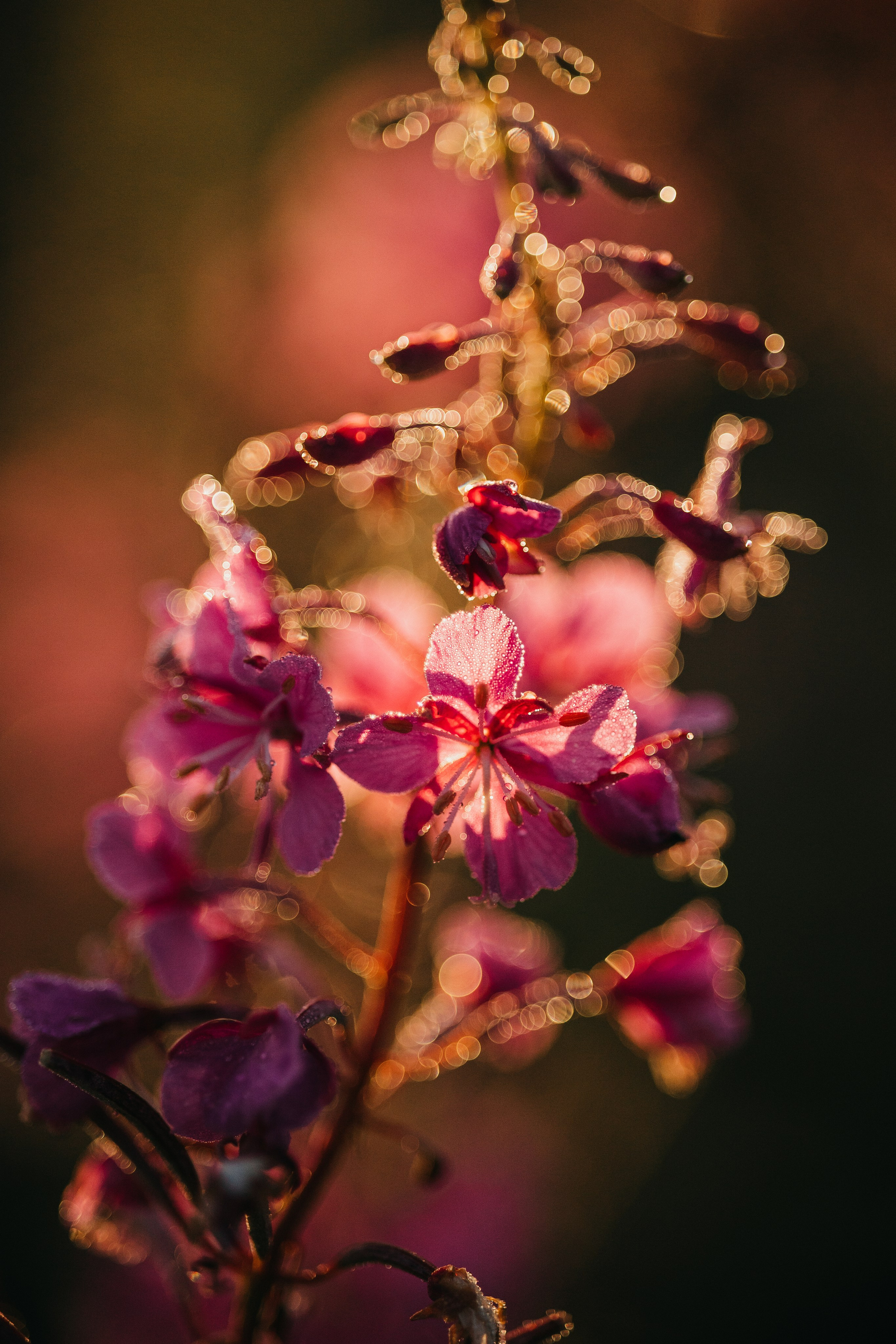 Маша и Персик. Фотограф — Анималист | Санкт-Петербург