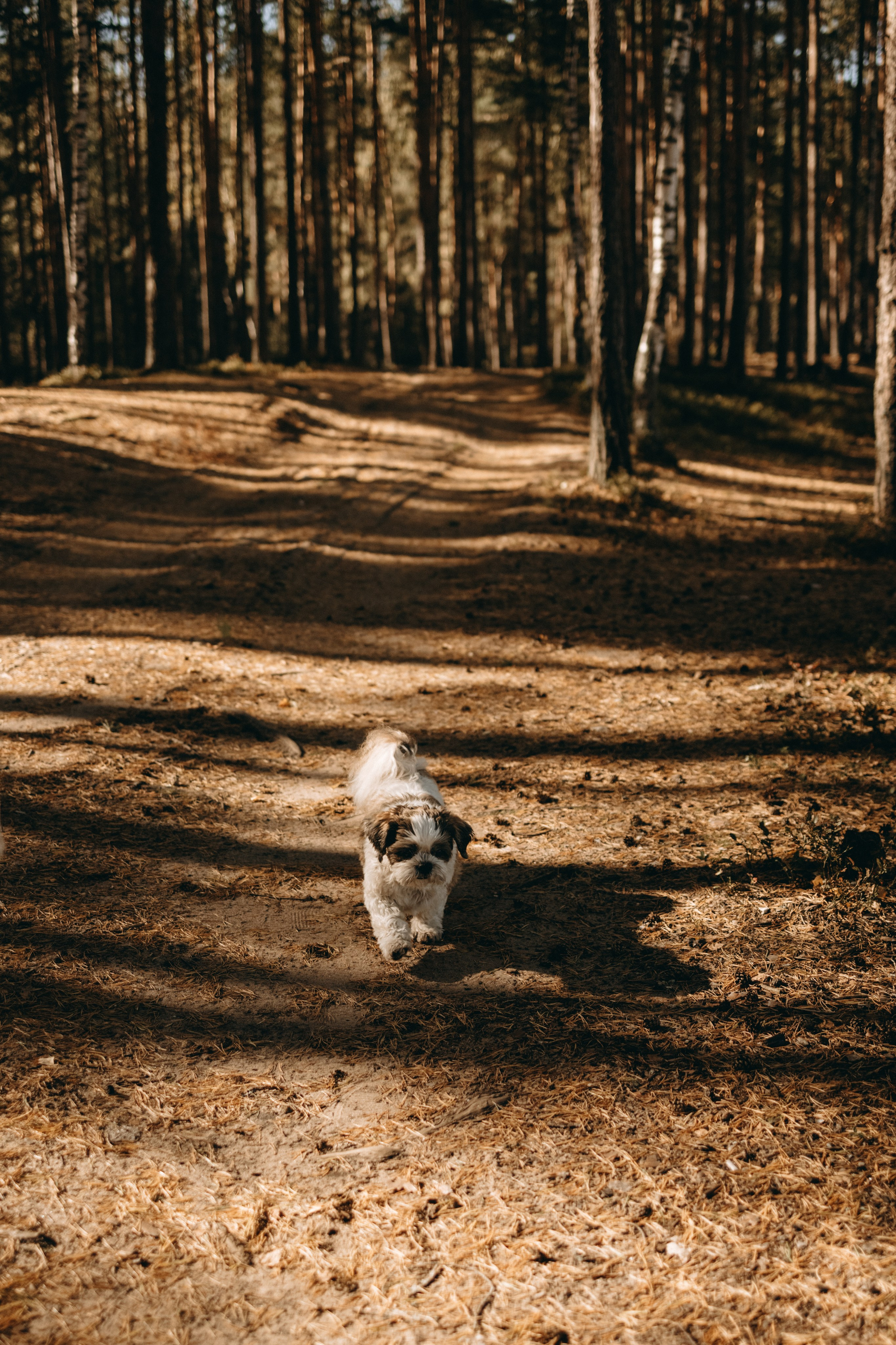 Настя и Франт. Фотограф — Анималист | Санкт-Петербург