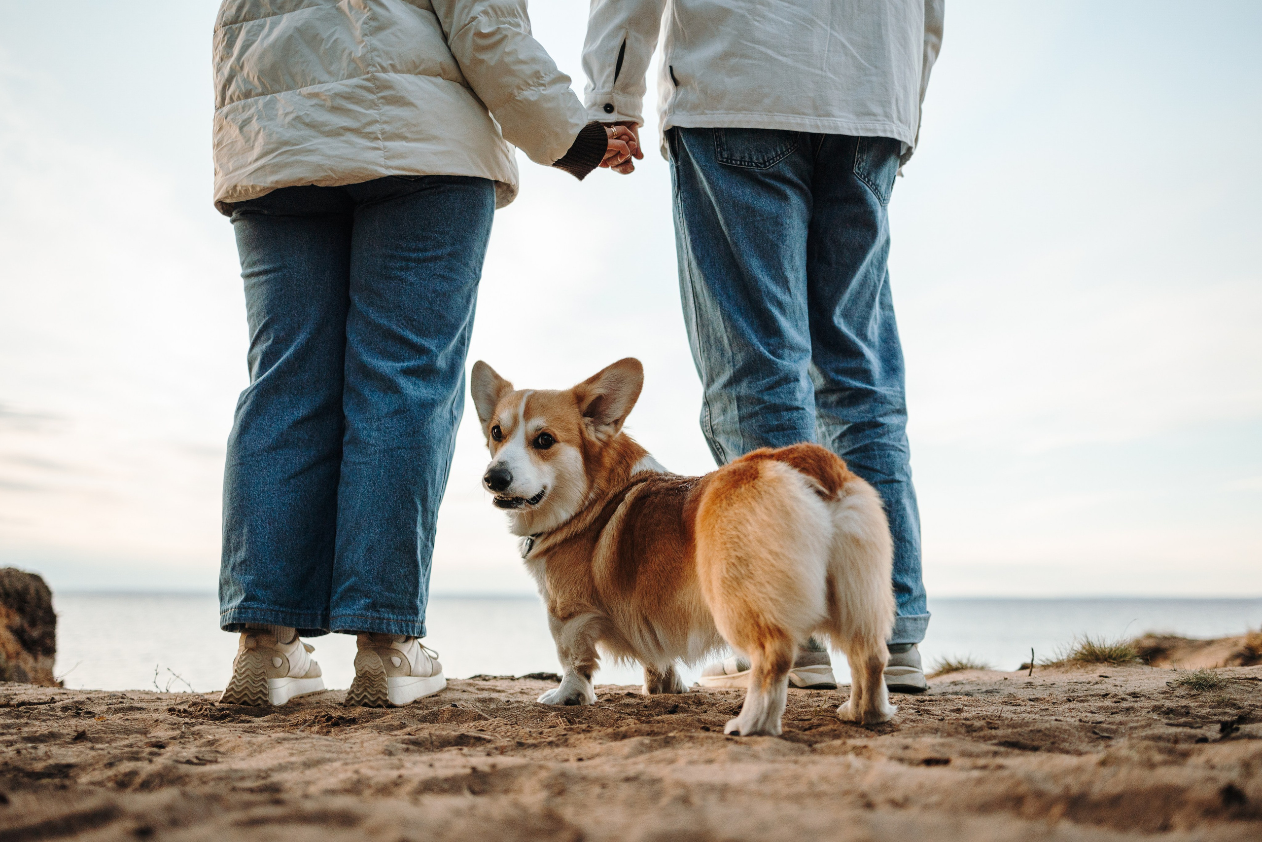 Найт и его семья. Фотограф — Анималист | Санкт-Петербург