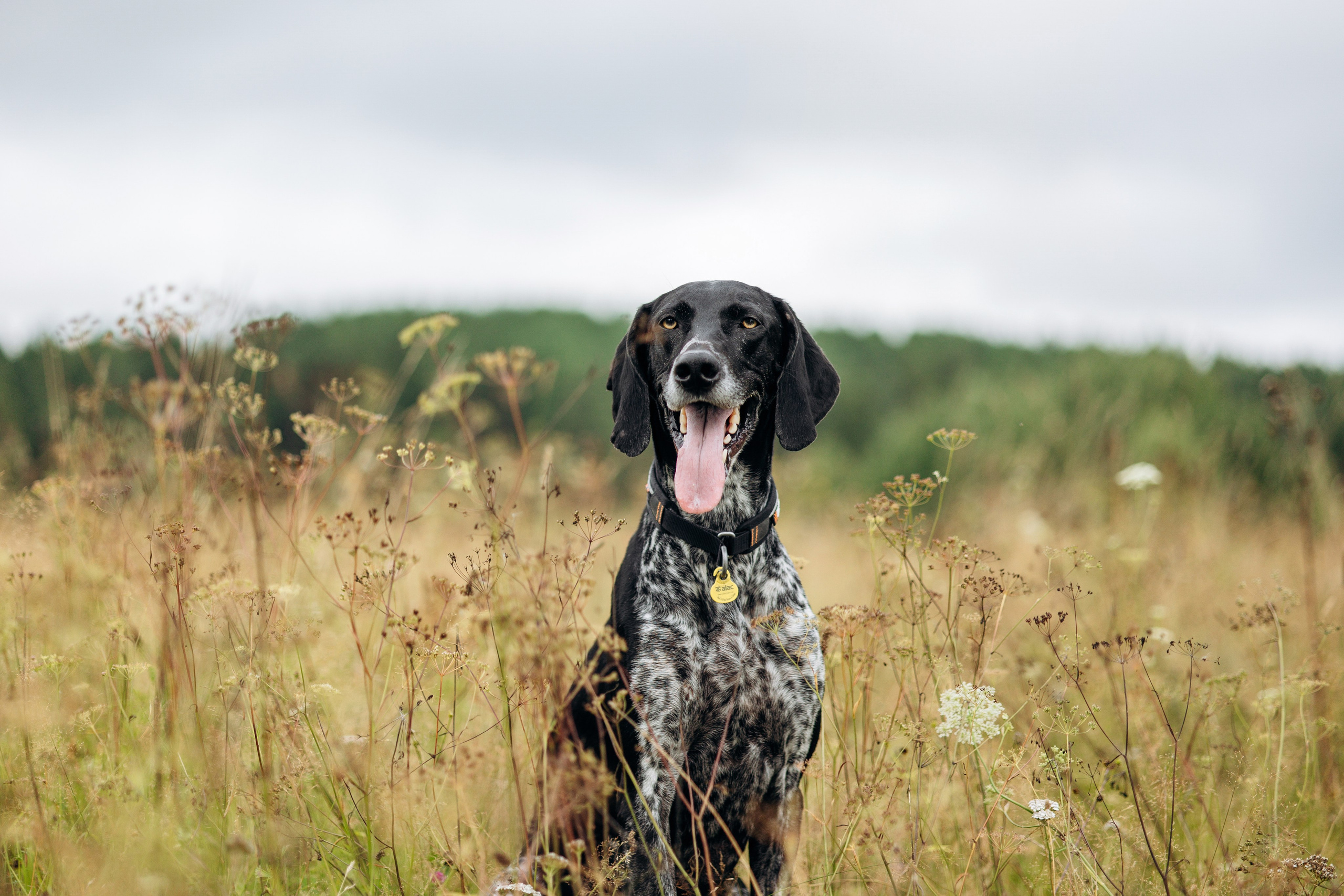 Хеликс и его семья. Фотограф — Анималист | Санкт-Петербург