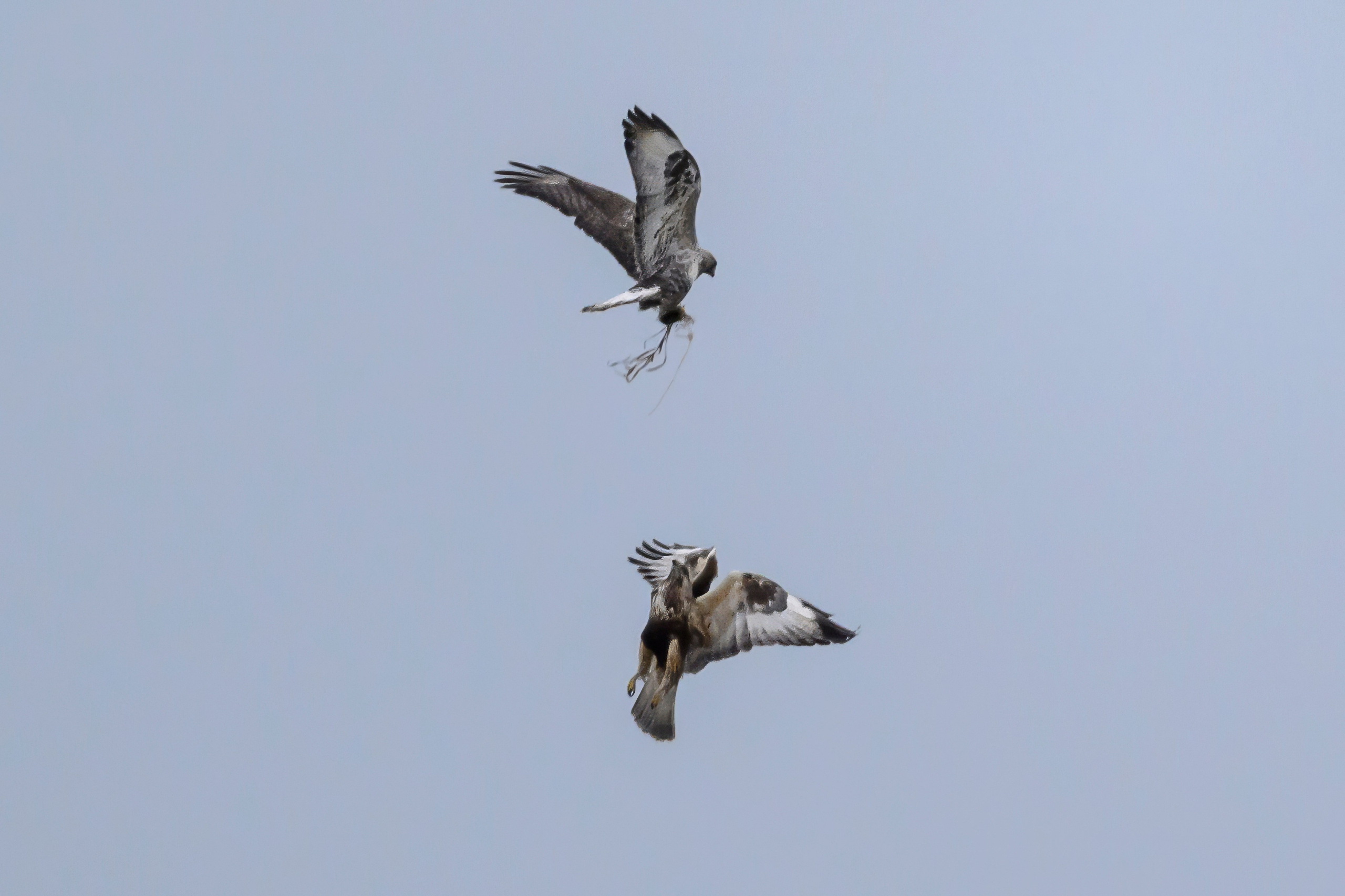 Драка зимняков. Wildlife photography by Sergey Puponin