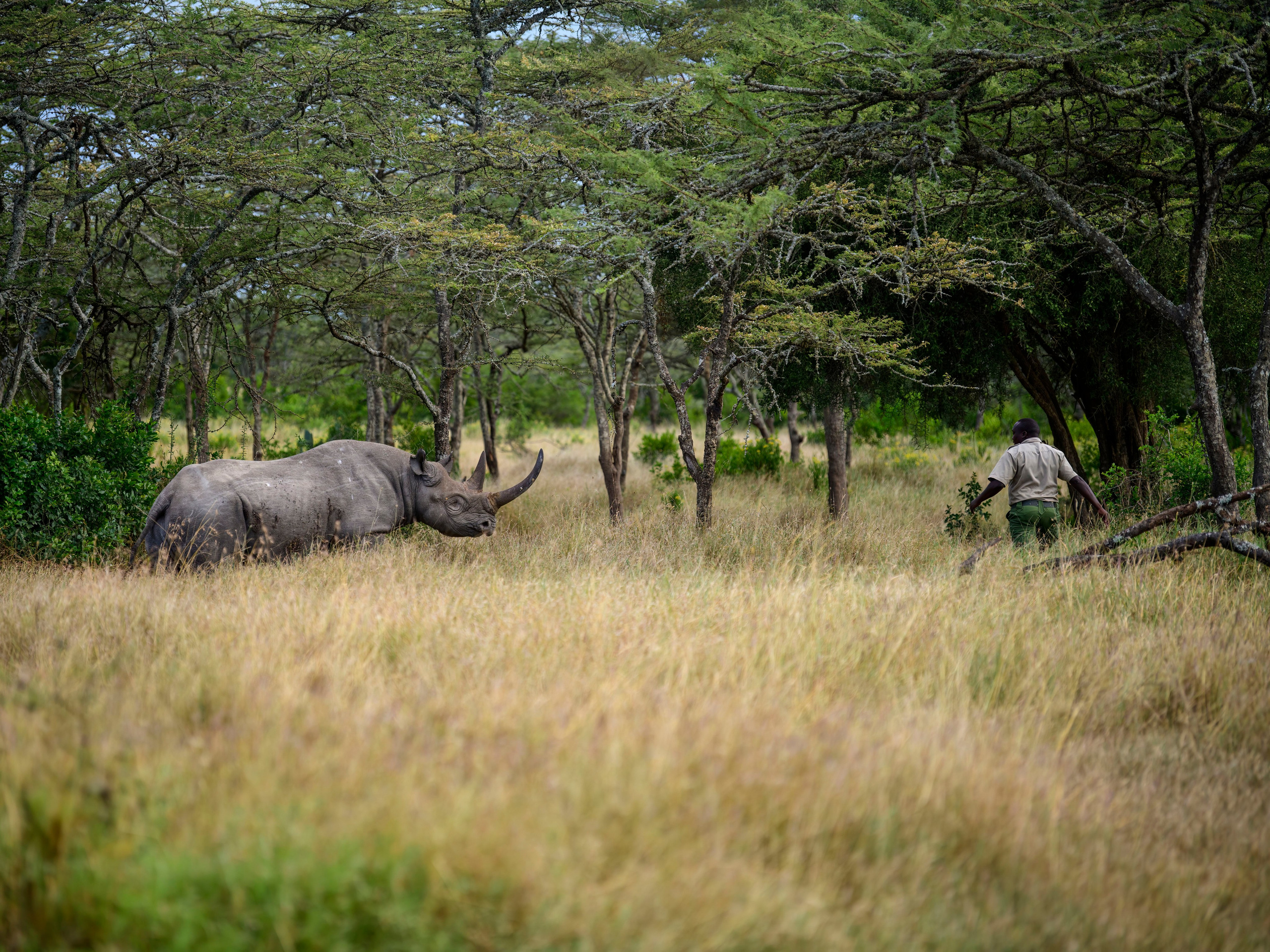 Кения. Wildlife photography by Sergey Puponin