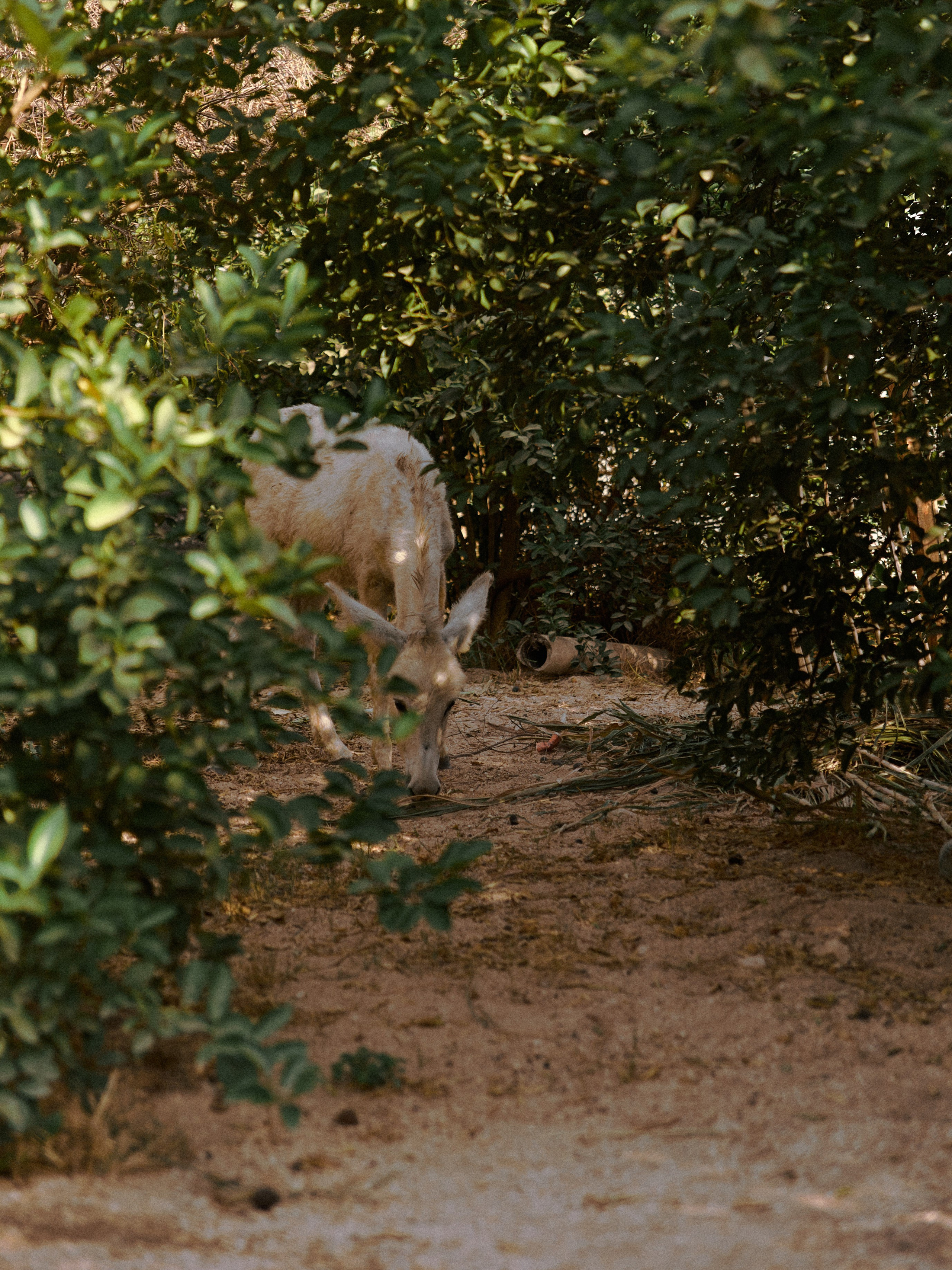 Диптих. Jorgis — фотограф в Хургаде / обучение фотографии