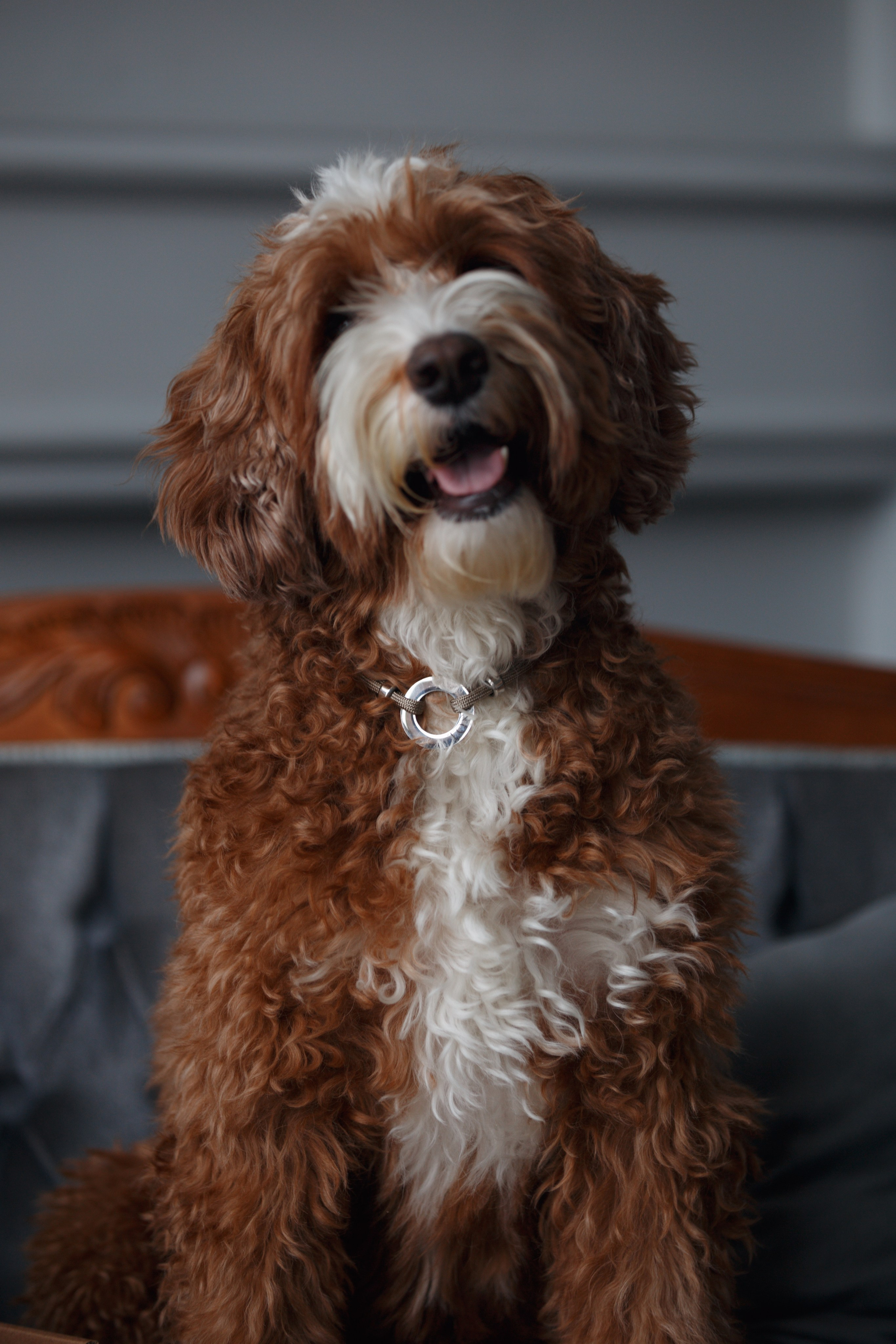 Bmbh лежанки и адресники. Фотограф анималист Кристина Карпова, Москва