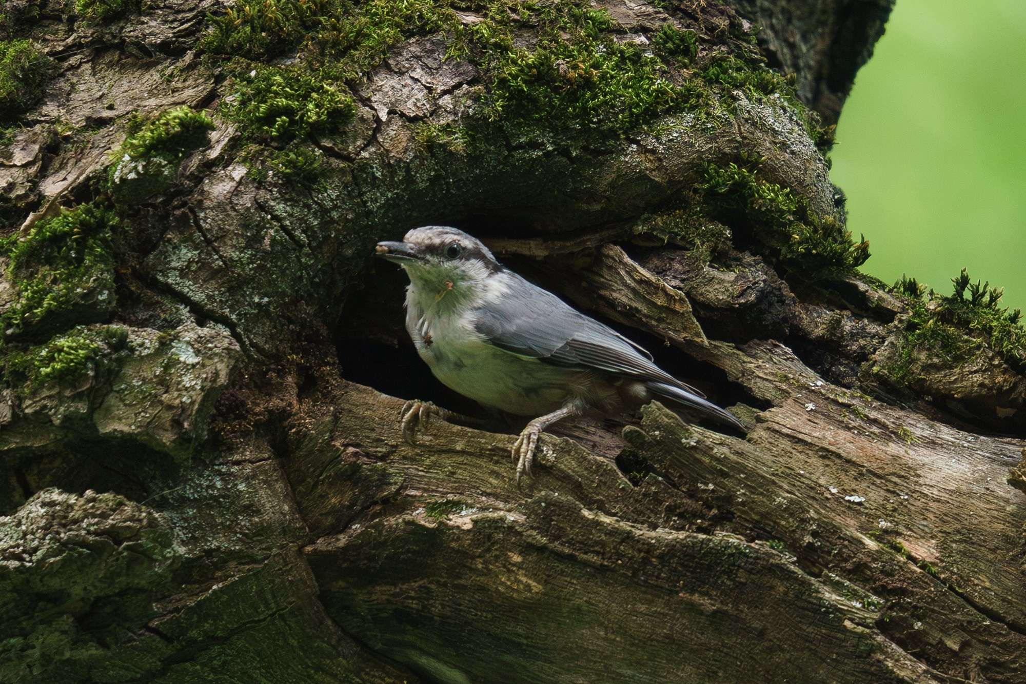 Удивительные мир птиц. Вокруг нас столько прекрасного — присмотритесь!. Ваш личный фотограф Марина Волкова
