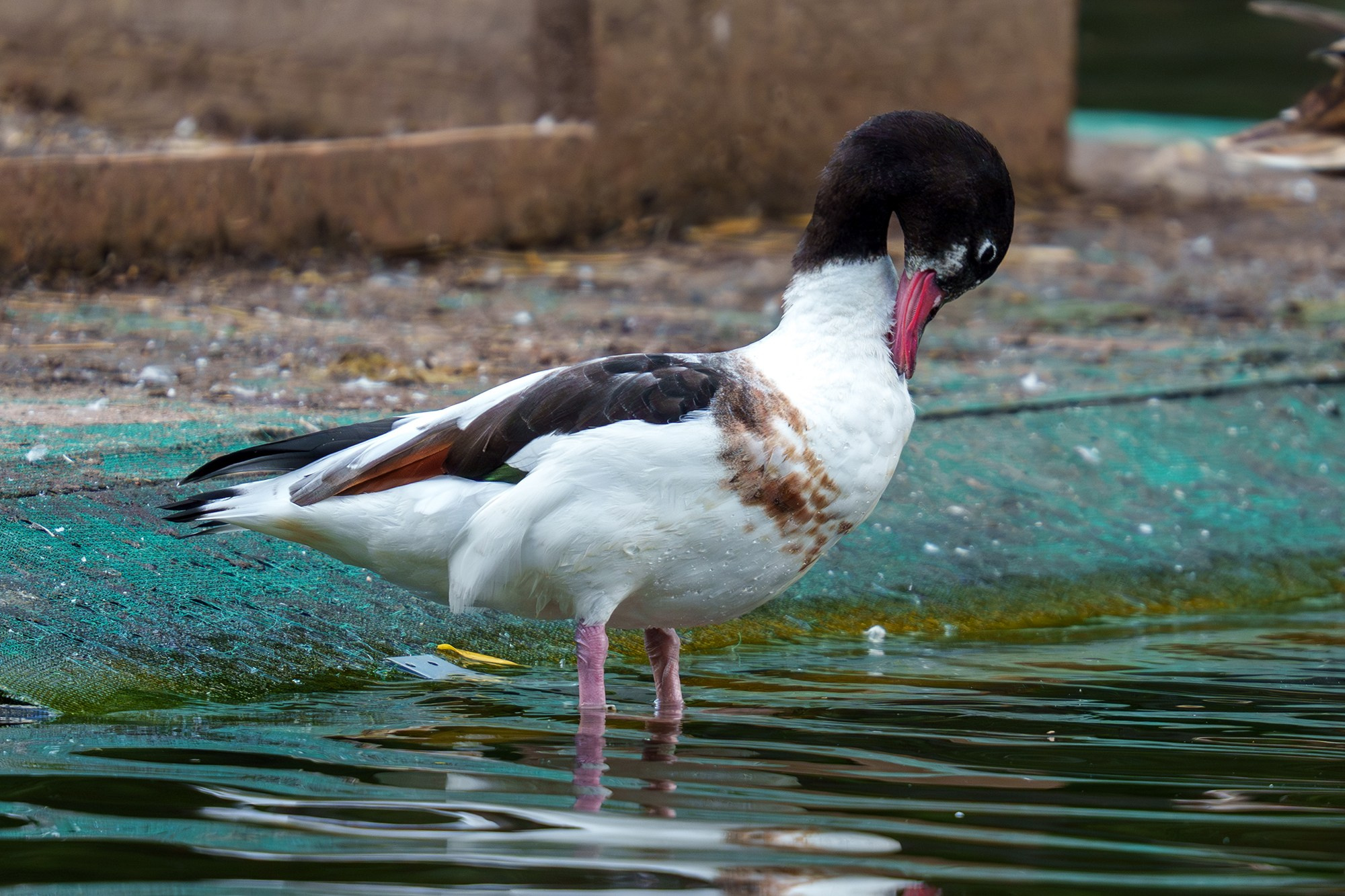 Удивительные мир птиц. Вокруг нас столько прекрасного — присмотритесь!. Ваш личный фотограф Марина Волкова