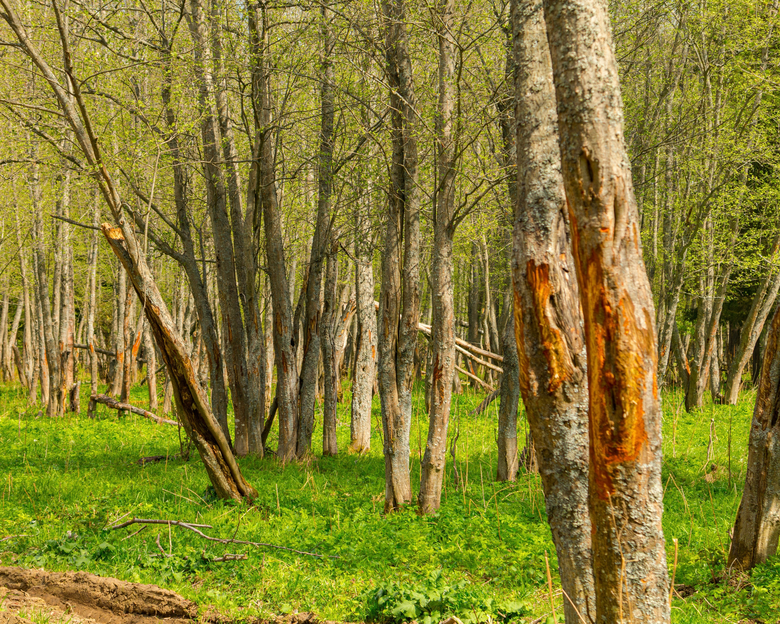 Лосеферма Сумароково. Фотограф Илья Варакин