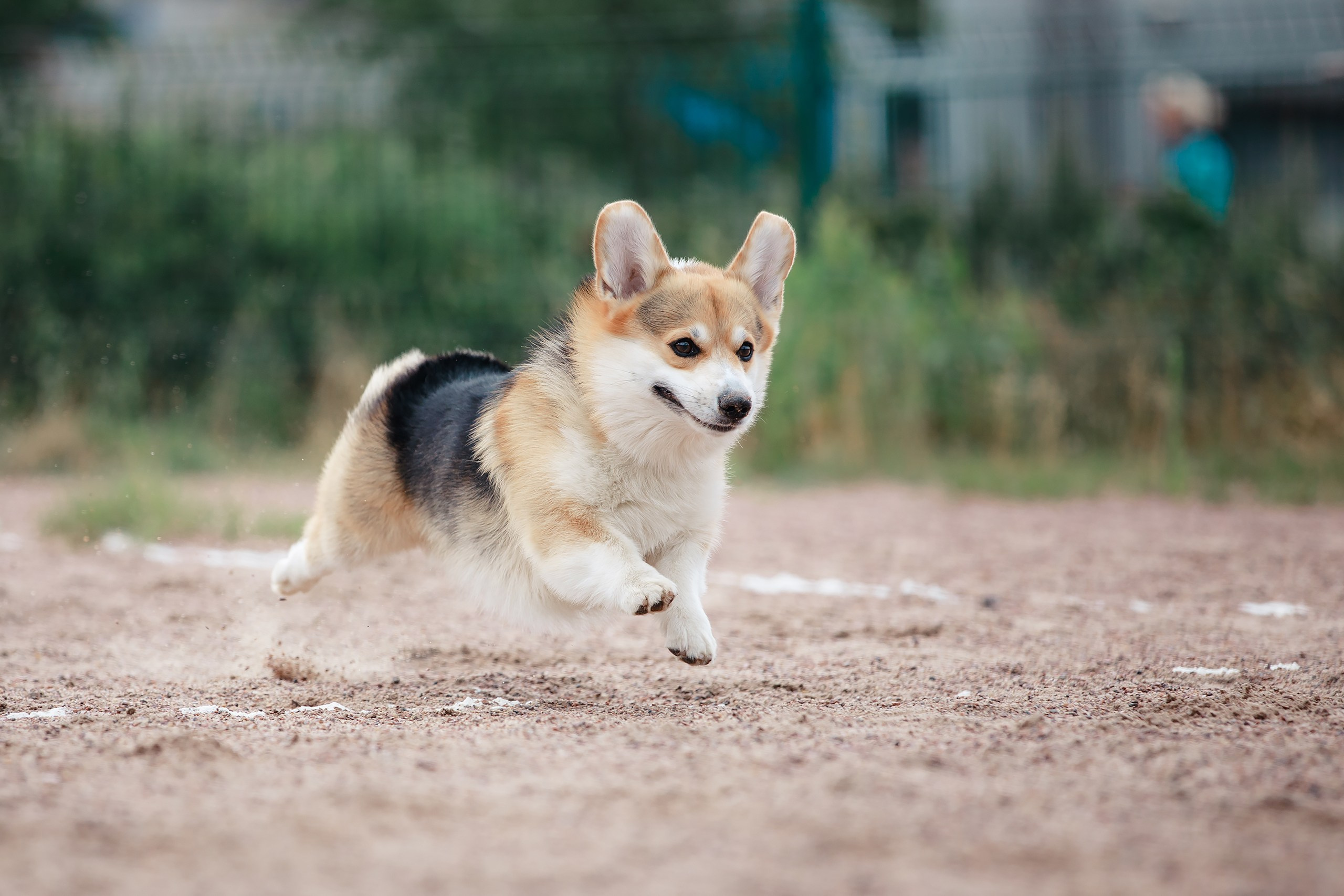Питч&Гоу + веселые старты. Фотограф-анималист Mary Mart — Москва, Питер