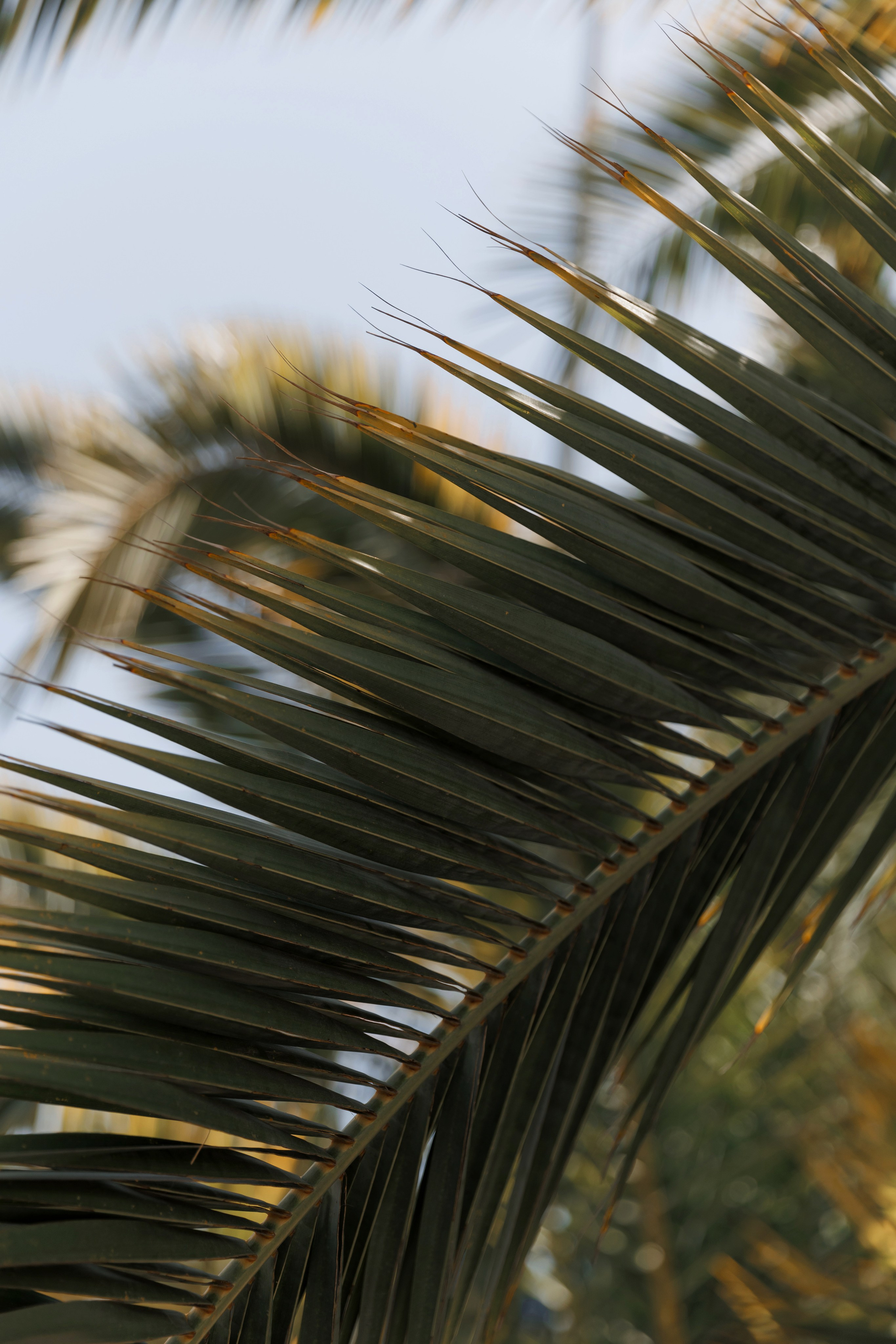 Артур и Кристина, Сочи 24/06/2024. Свадебный  и семейный фотограф в Краснодаре