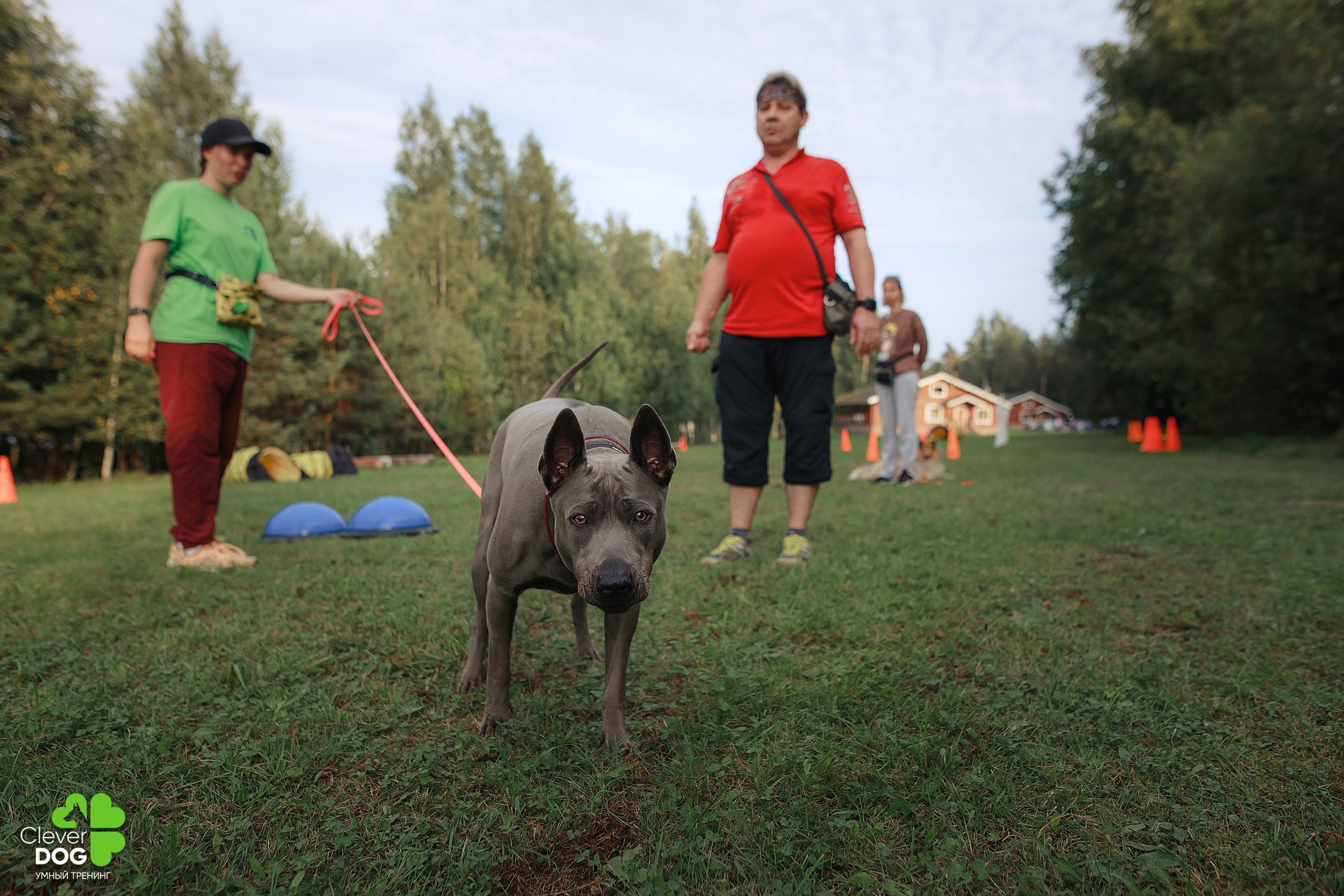 Кинологический лагерь CleverDog, 2024. Фотограф-анималист Mary Mart — Москва, Питер