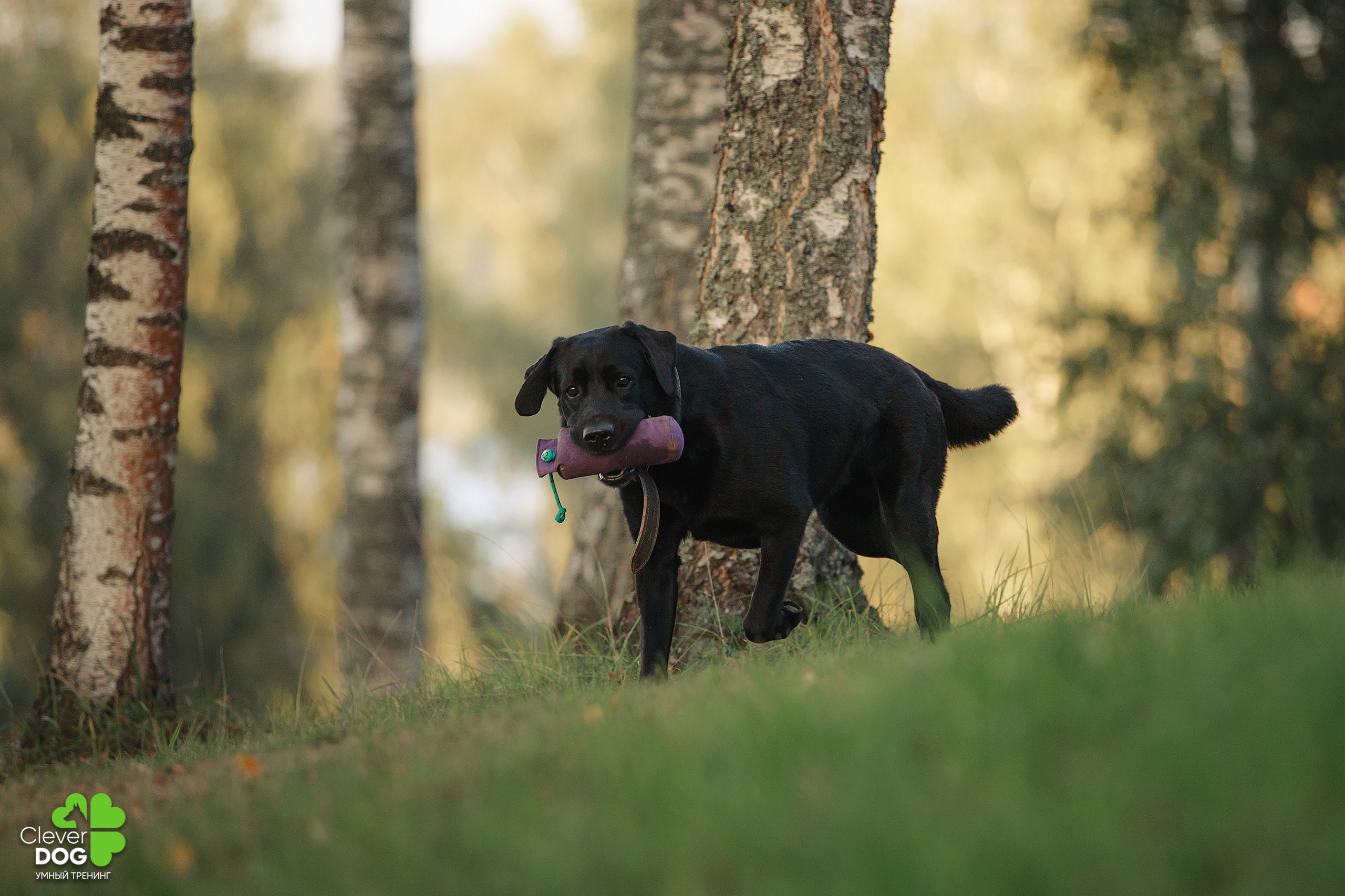 Кинологический лагерь CleverDog, 2024. Фотограф-анималист Mary Mart — Москва, Питер