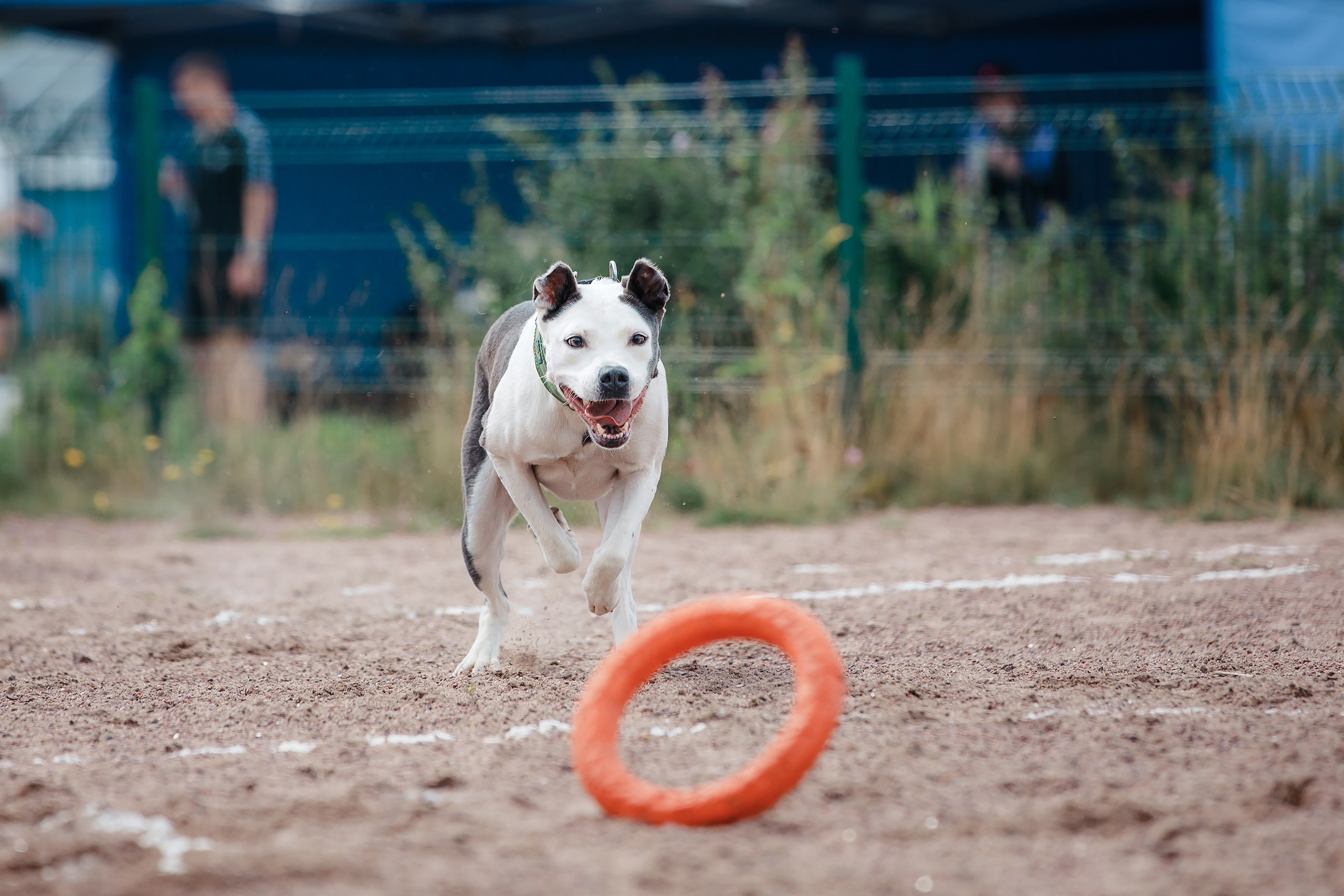 Питч&Гоу + веселые старты. Фотограф-анималист Mary Mart — Москва, Питер