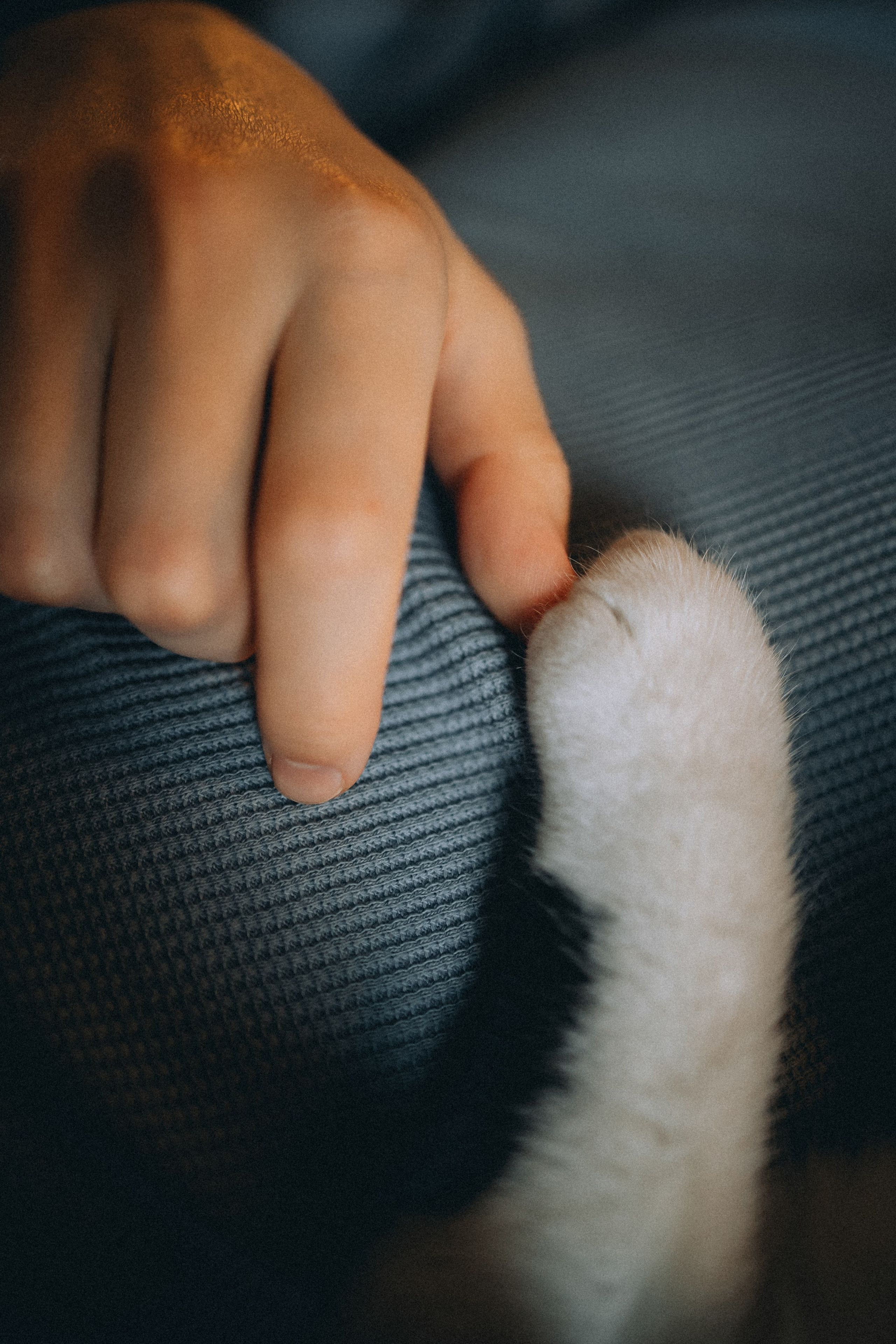 Рыся, Кепа и их семья