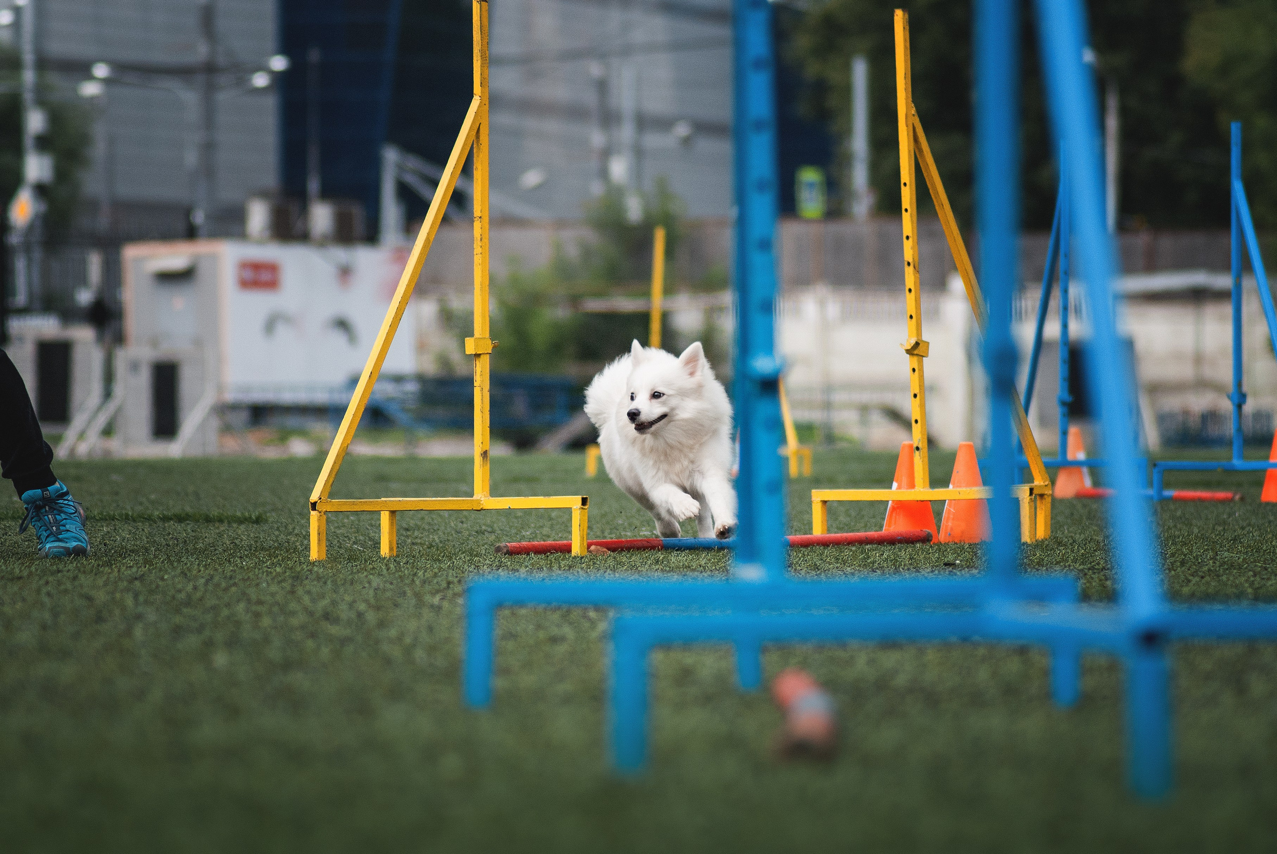 Аджилити. Фотограф в Тюмени Лизавета Сапицкая