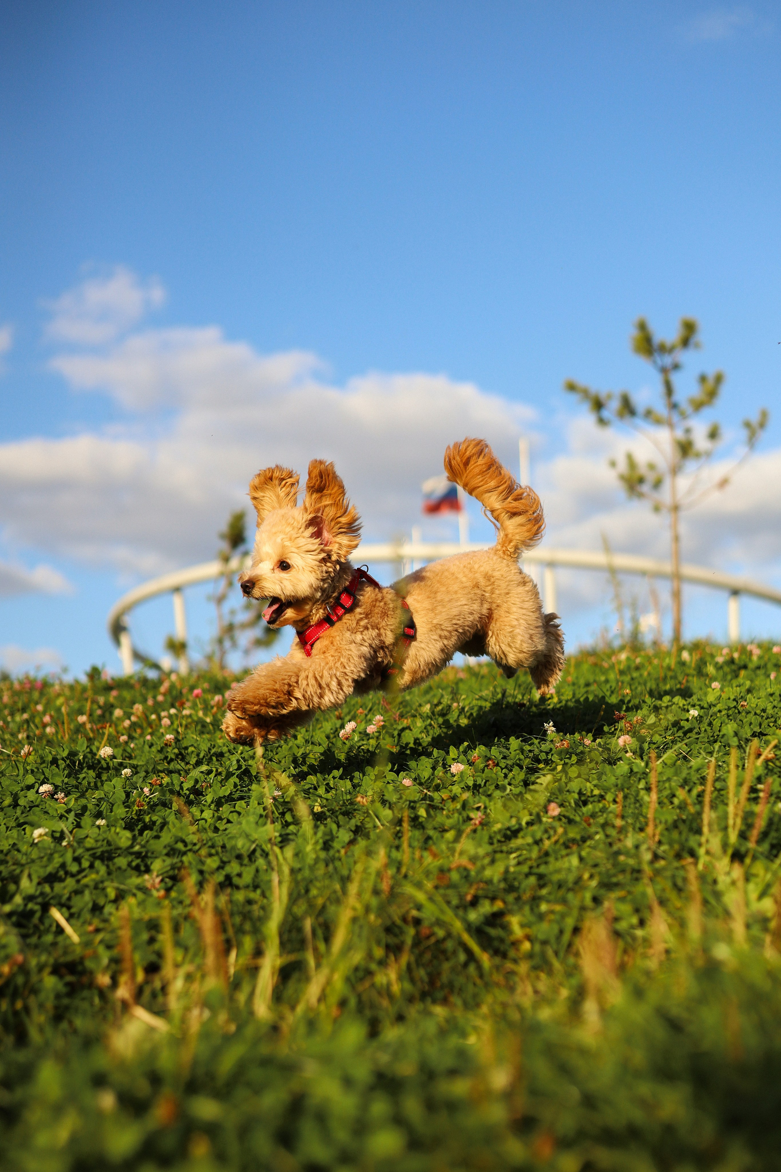 Поршик и Ксения. Фотограф-анималист Ксения Шевцова|Москва