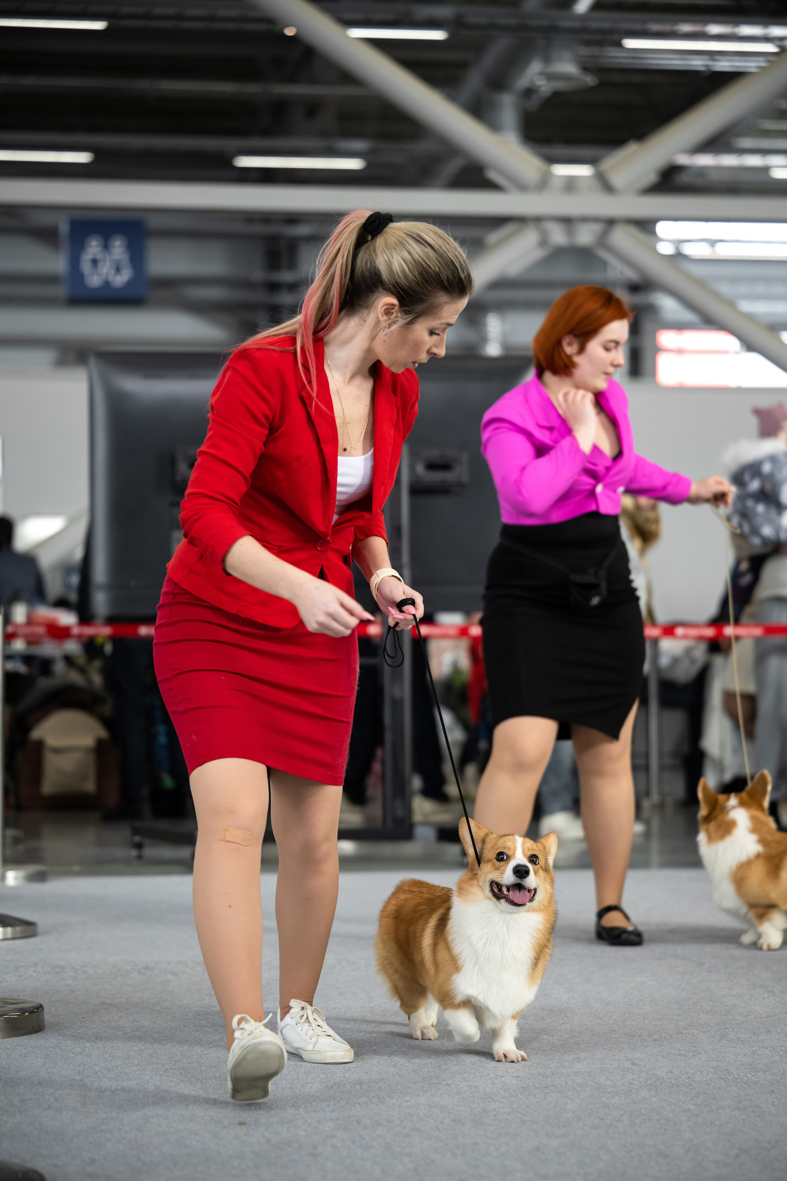 Собаки. FASHION ФОТОГРАФ КАЗАНЬ