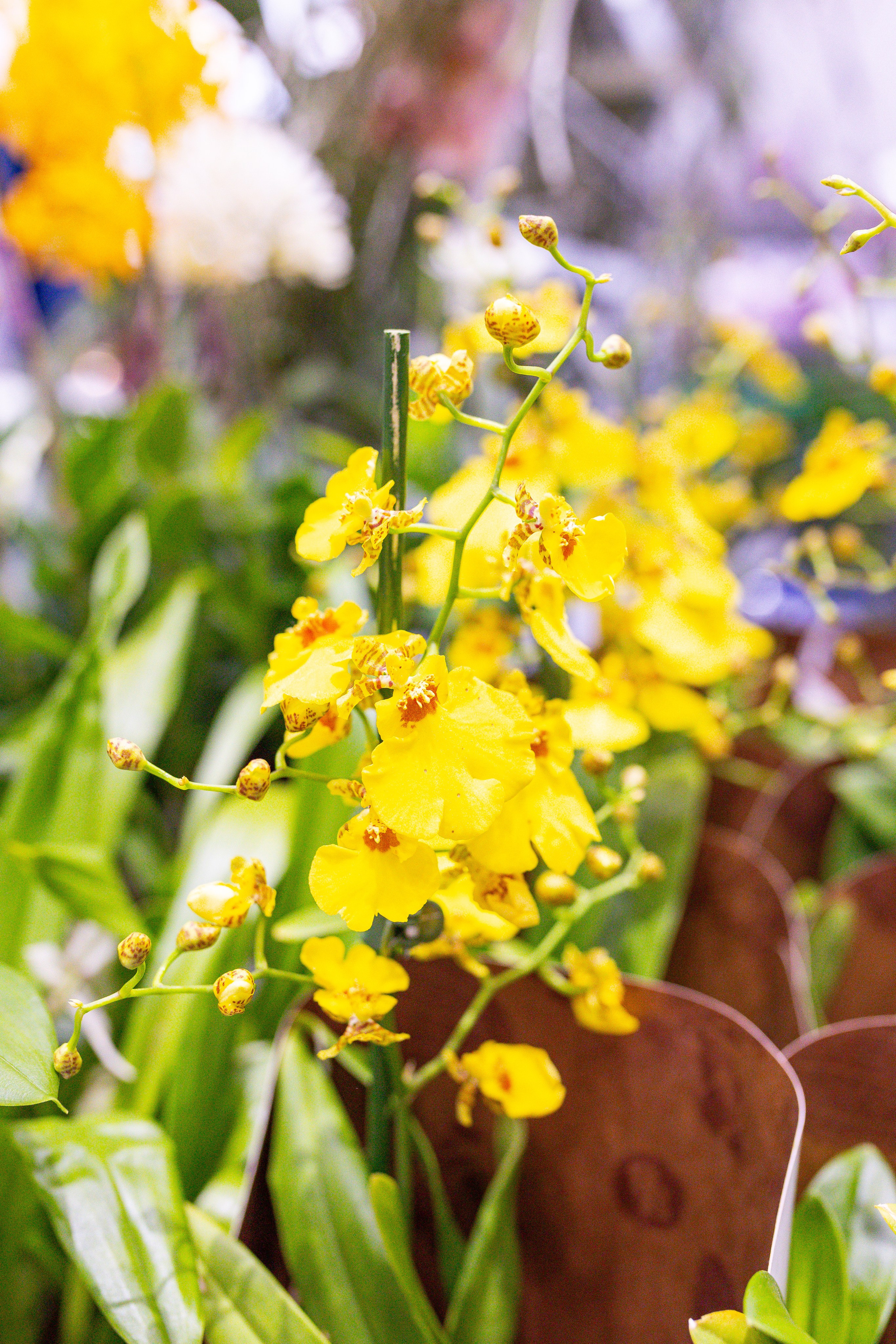 Орхидиум сентябрь 2025. Александра Куликова фотограф, Москва