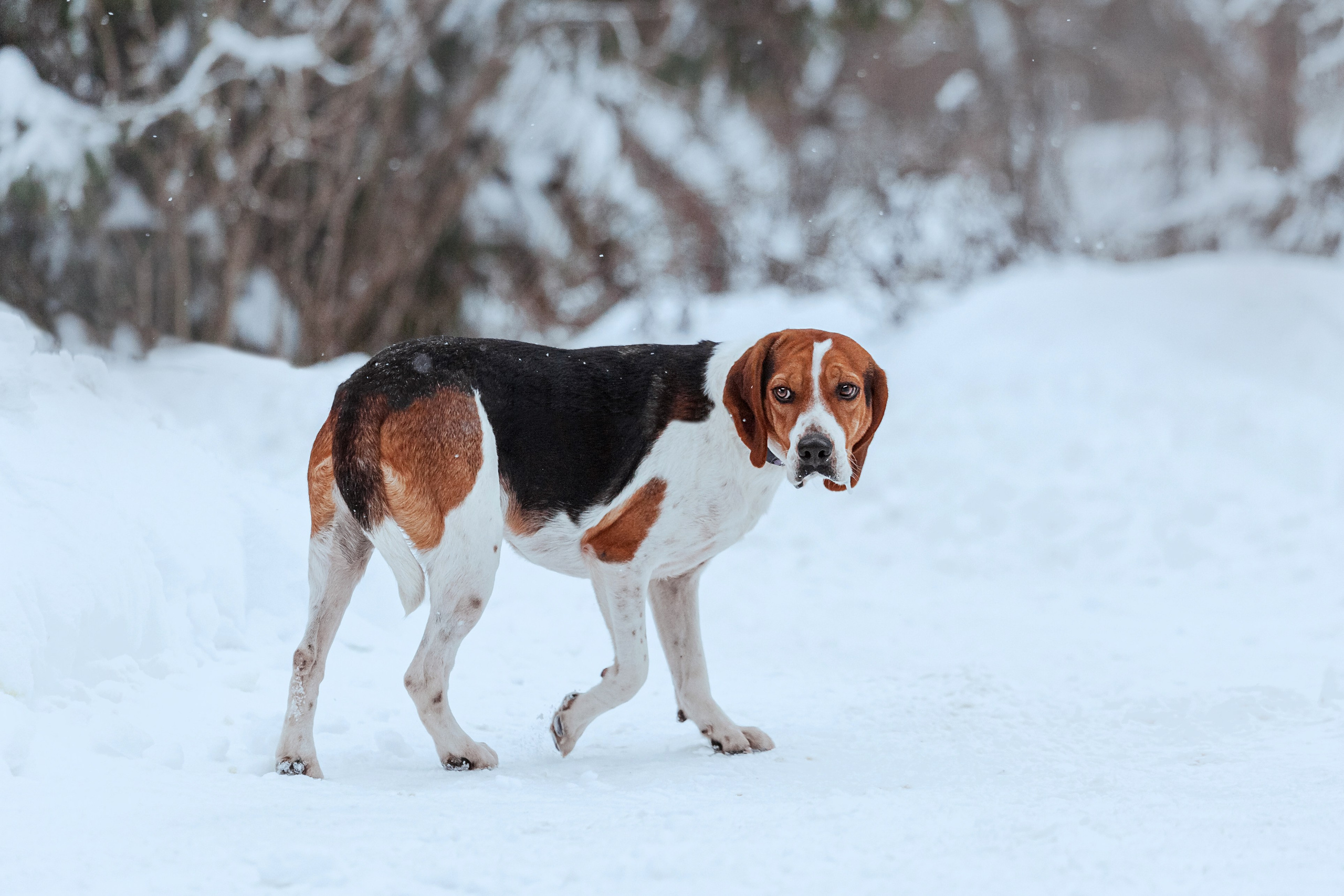Дом для Биглей 2023. Фотограф-анималист Татьяна Степанова