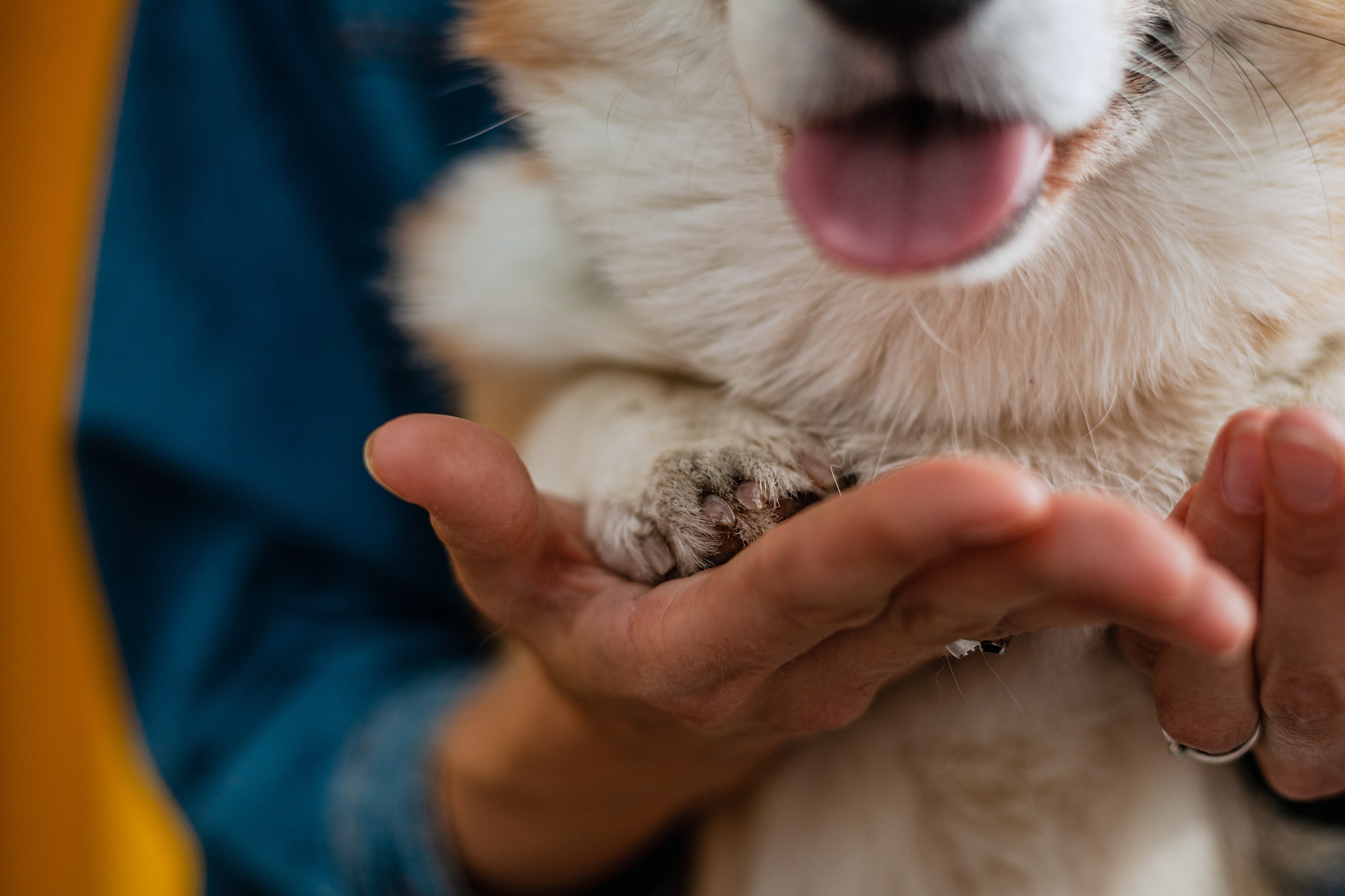 Андреевский мост. Фотограф-анималист Татьяна Степанова