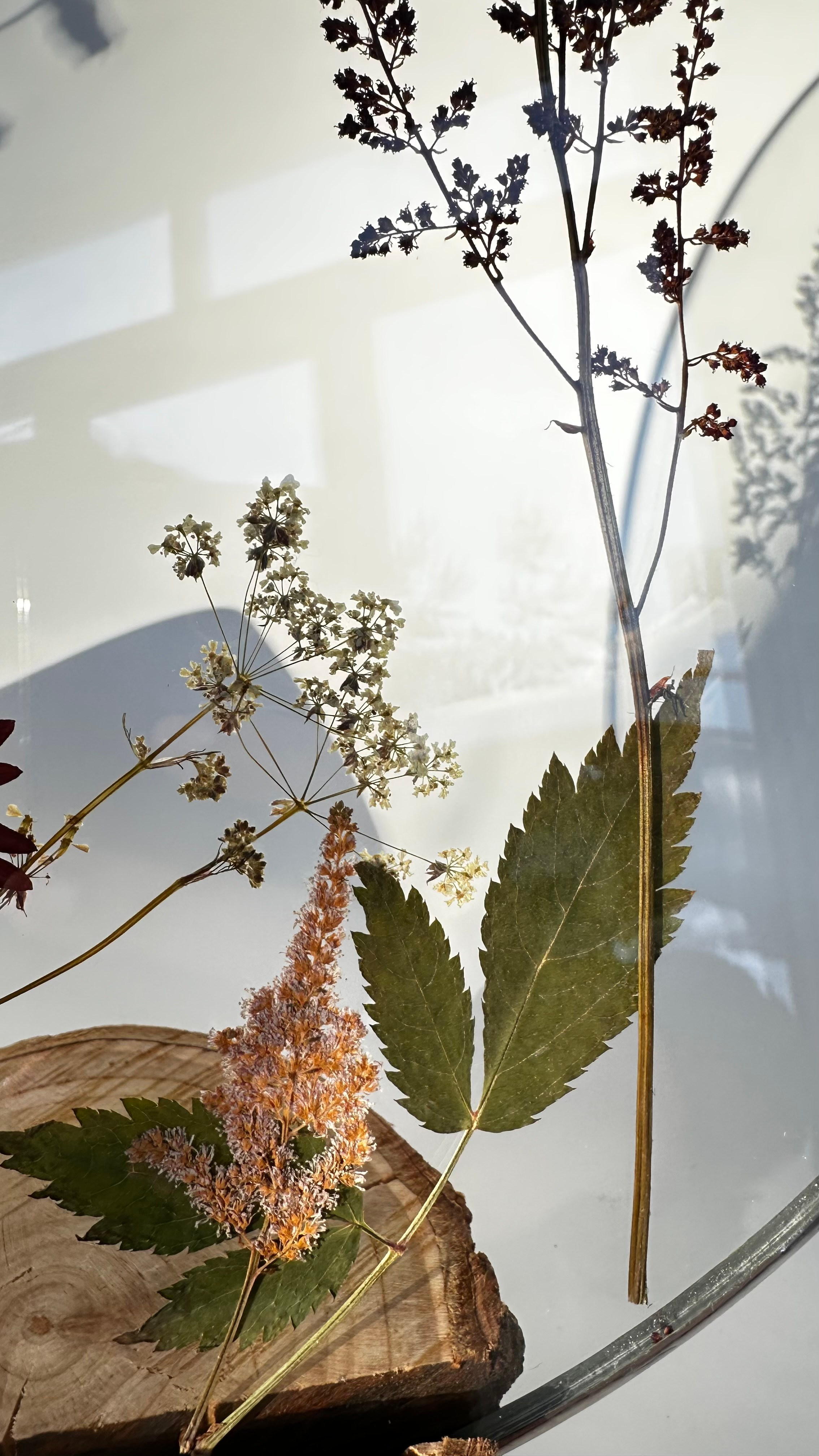 Гербарий в стекле с сухоцветами (витраж в технике тиффани). Гербарий в стекле, интерьерные панно, витражи с сухоцветами в технике тиффани