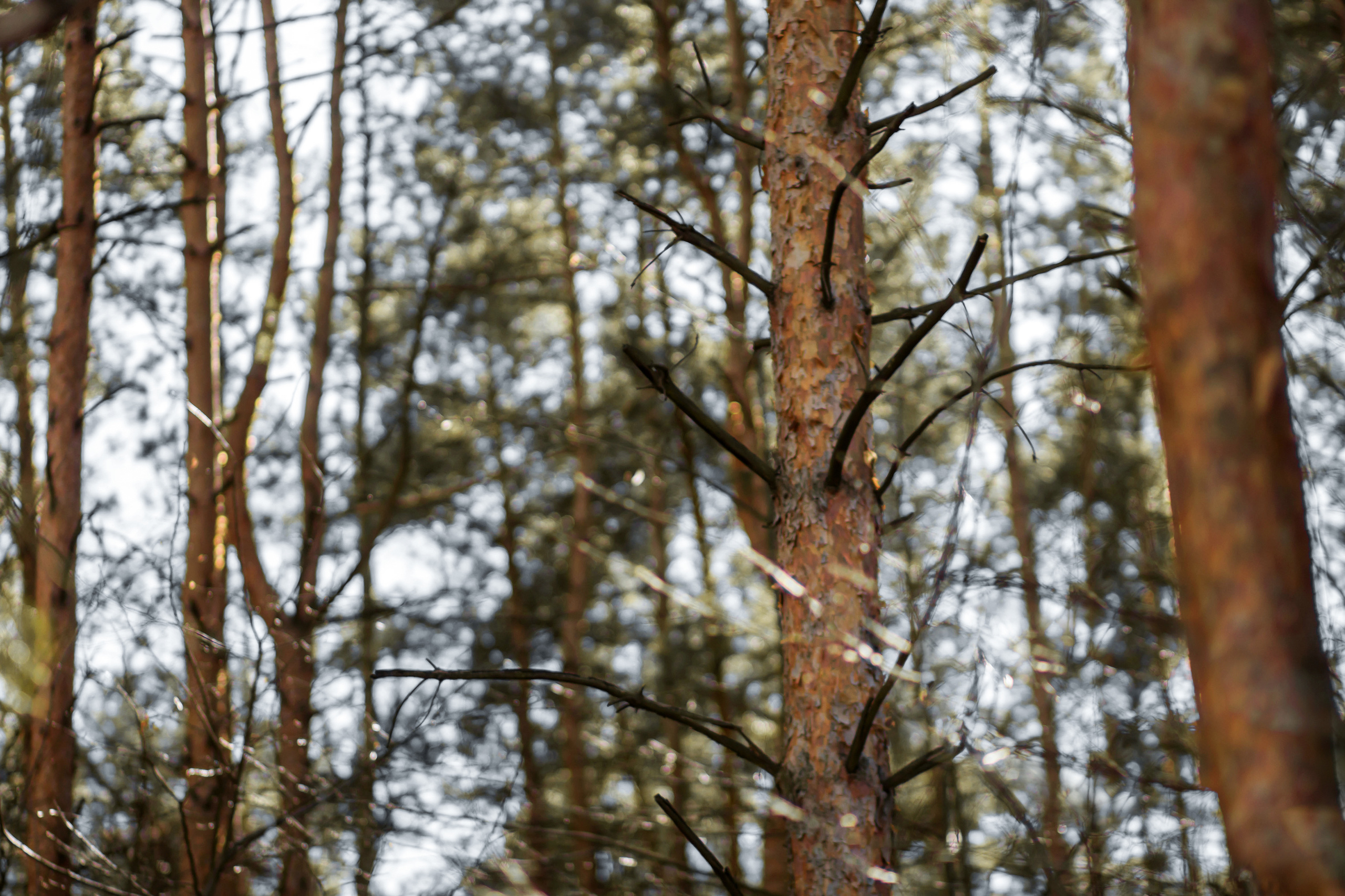 Свадьба в стиле рустик в Минске. Семейный фотограф в Минске Приболовец Светлана