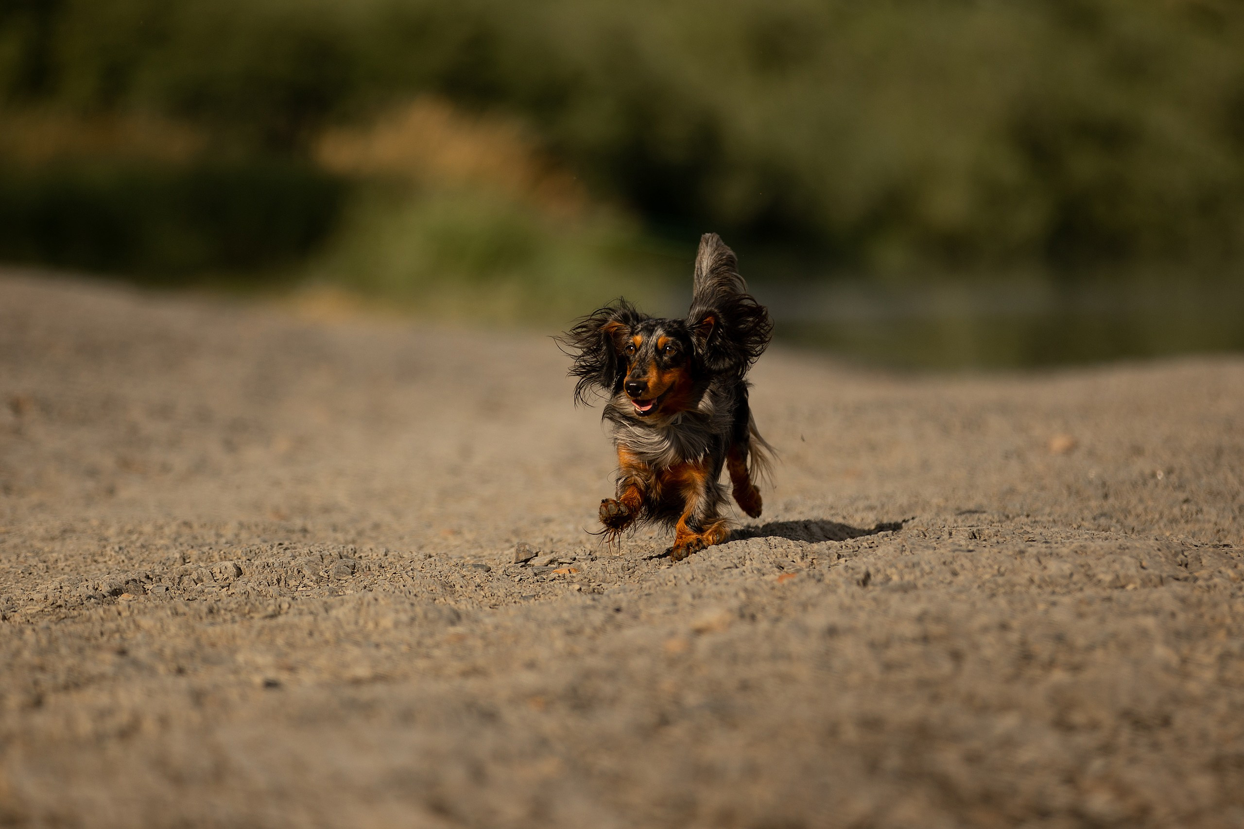Собаки. Конный фотограф Валынкина Лера