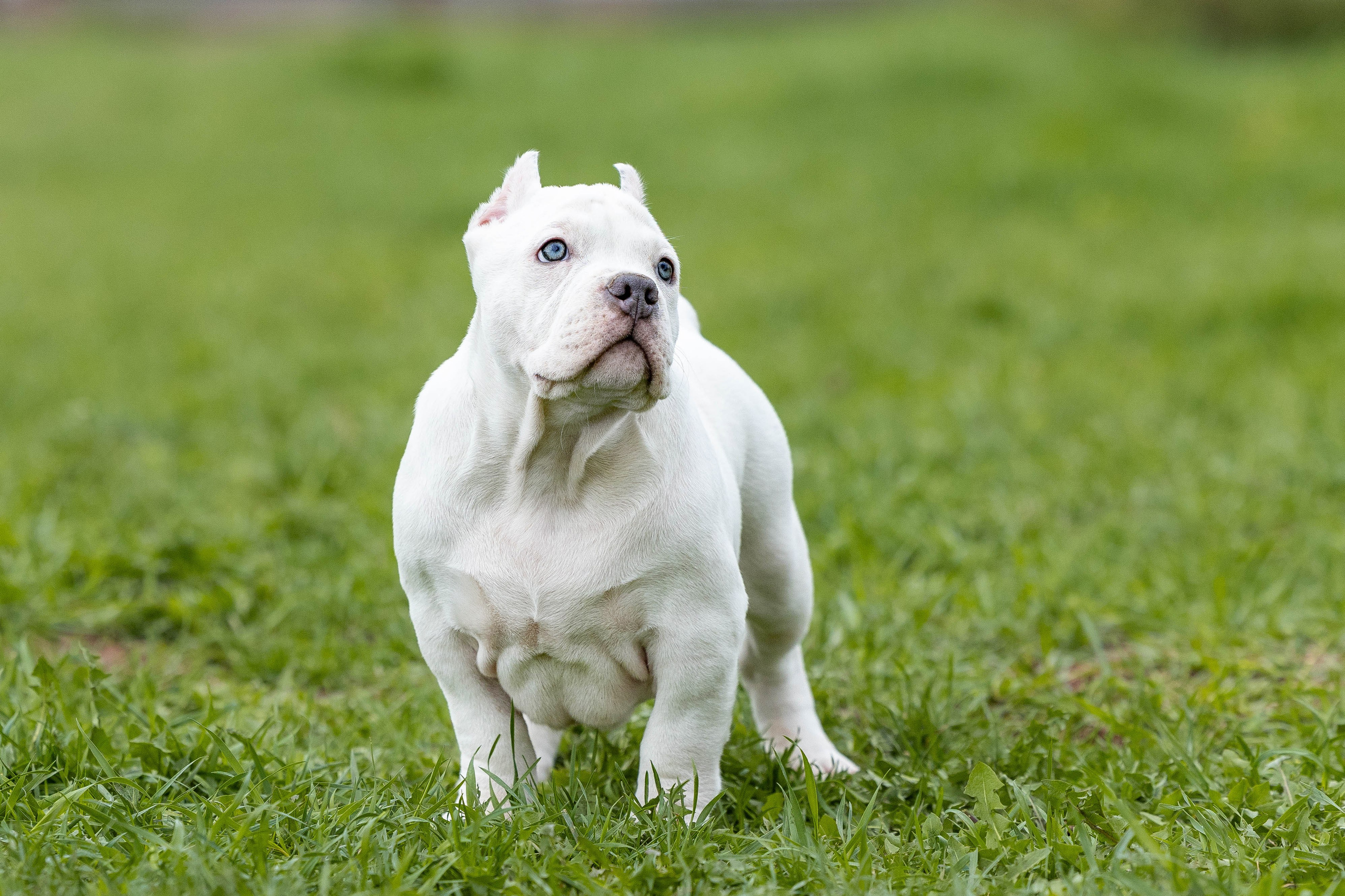 Щенки булли. Фотограф Анималист в Перми Анастасия Остерман
