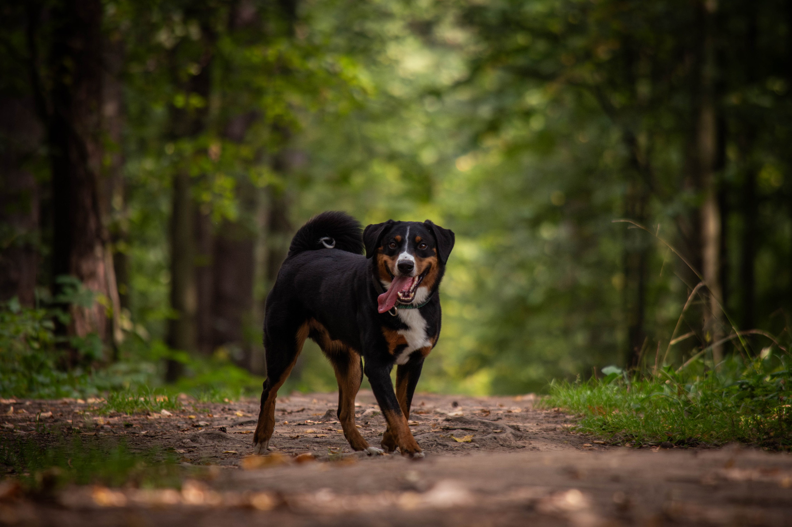 Микки и Юля. Фотограф Светлана Блинова, Москва и Московская область