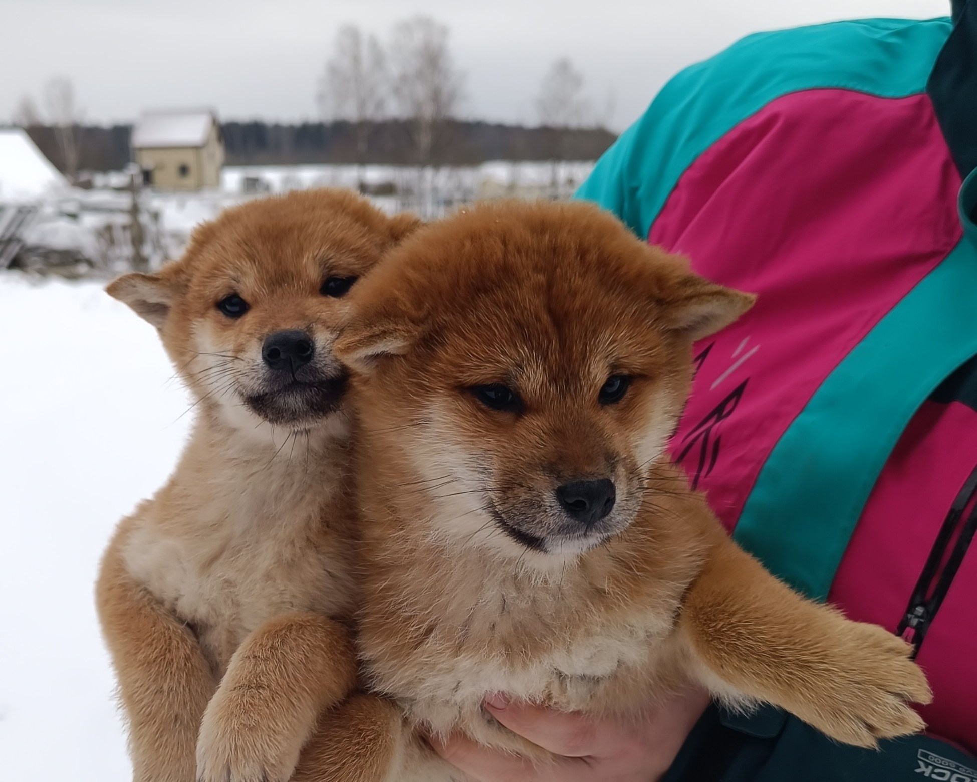 Помет E общий. AMERICAN AKITA RUBYLIGHT KENNEL I SHIBA-INU