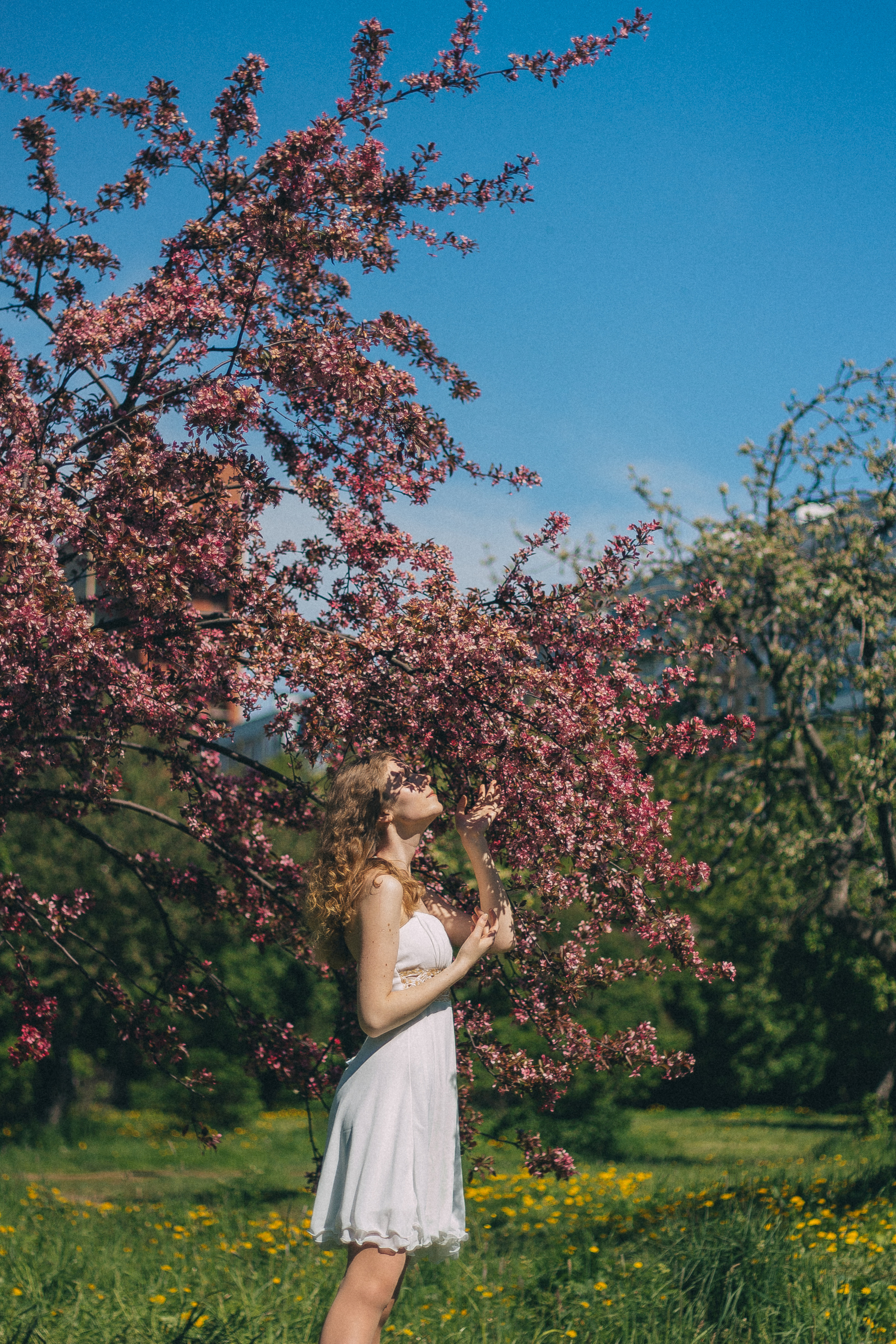 Катя. Яблоневые сады. Фотограф в Санкт-Петербурге Матвиенко Яна