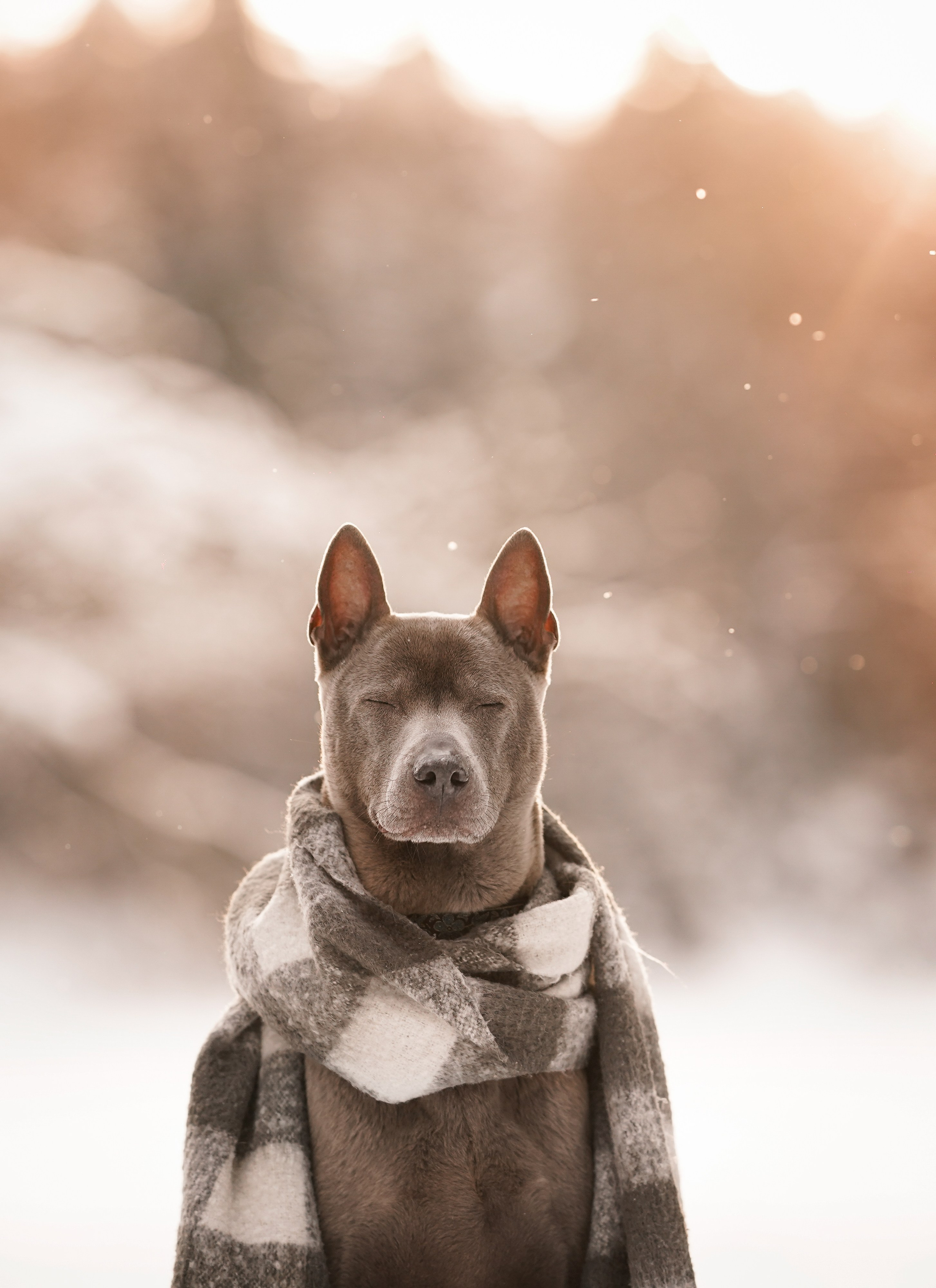 Даша Илья Вениамина и Мэдиссон. Фотограф-анималист в Санкт-Петербурге Яна Мартынова