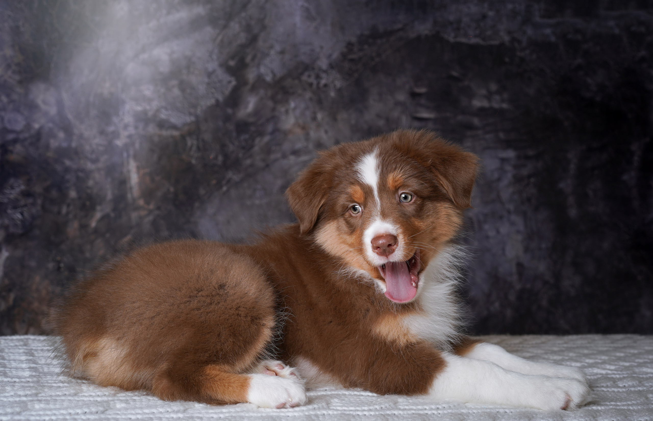 Щенки аусси. Фотограф-анималист в Санкт-Петербурге Яна Мартынова