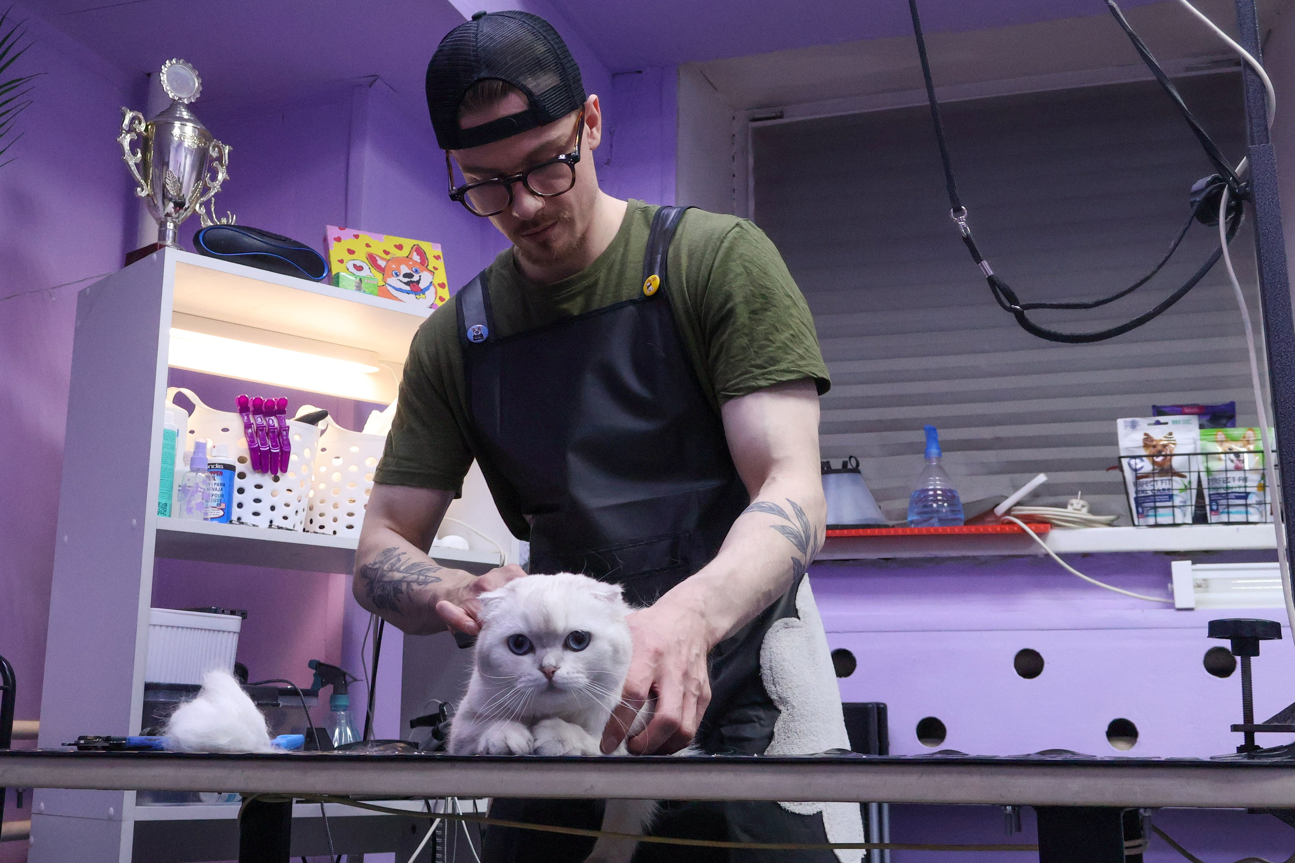 Усы, лапы, хвост. Фотограф ChelFedor